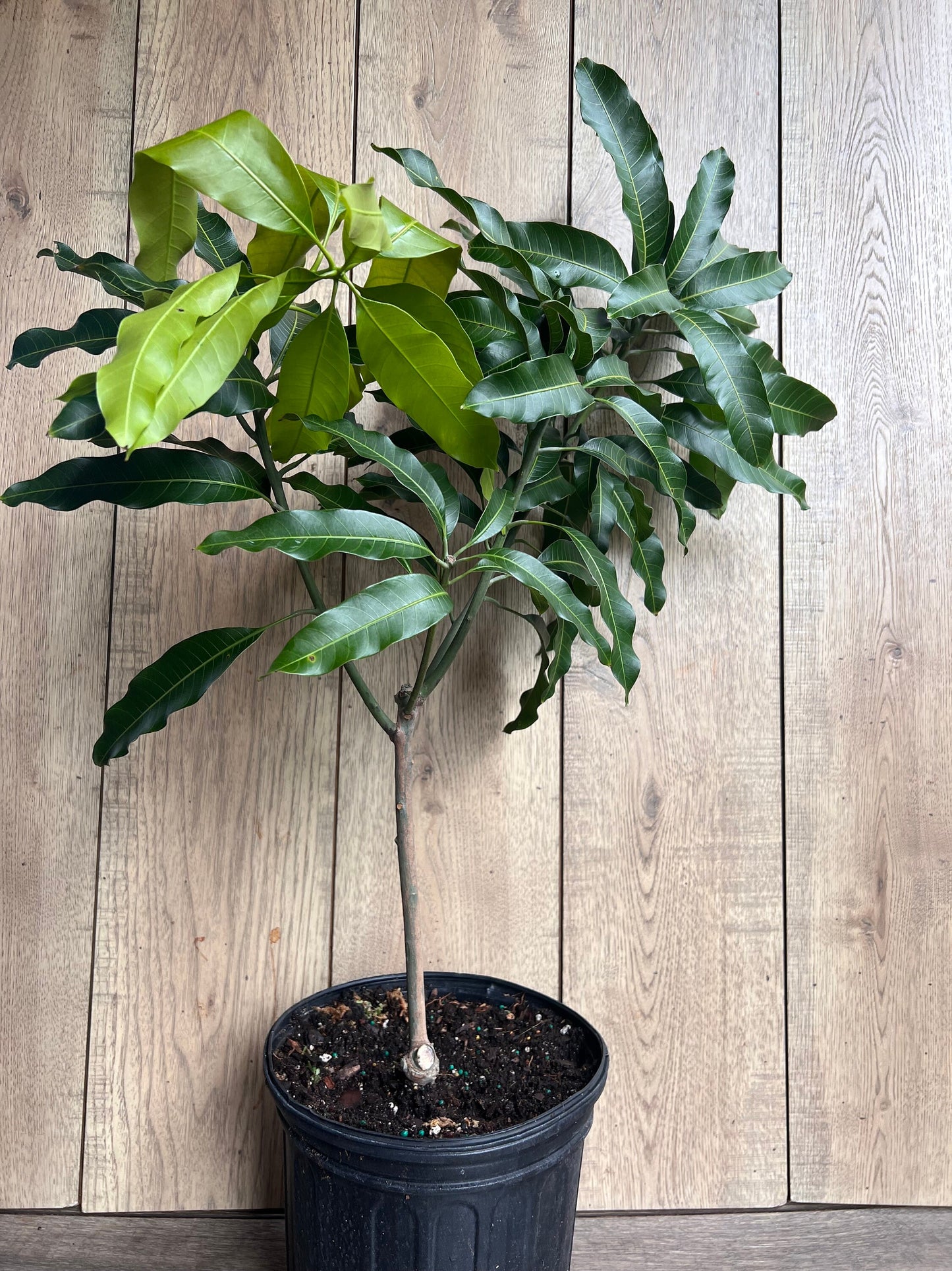 Glenn Mango Tree, grafted in 3 gallons pot, No Ship to CA and HI