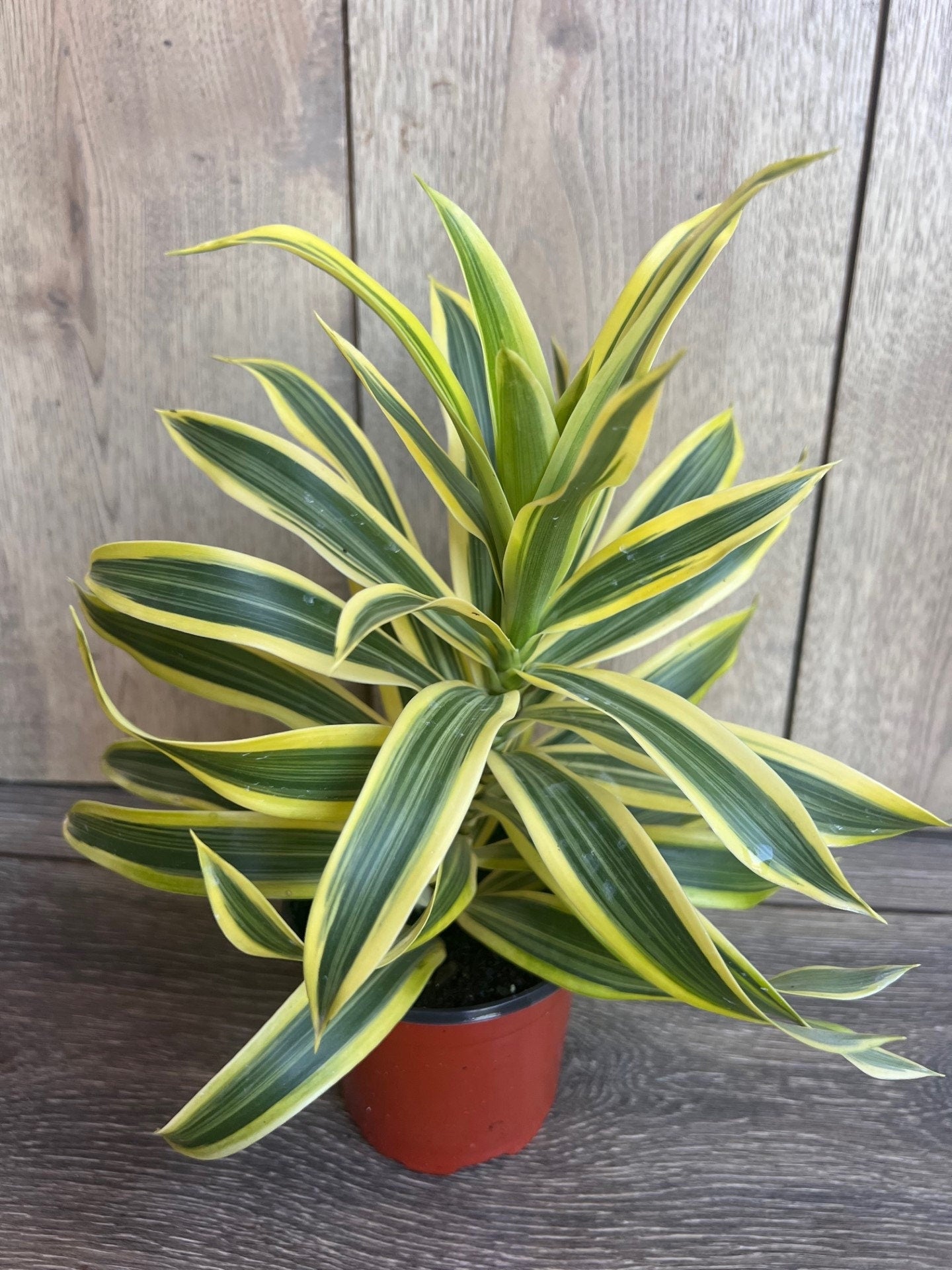 Song Of India, 4" Pot, Dracaena reflexa.