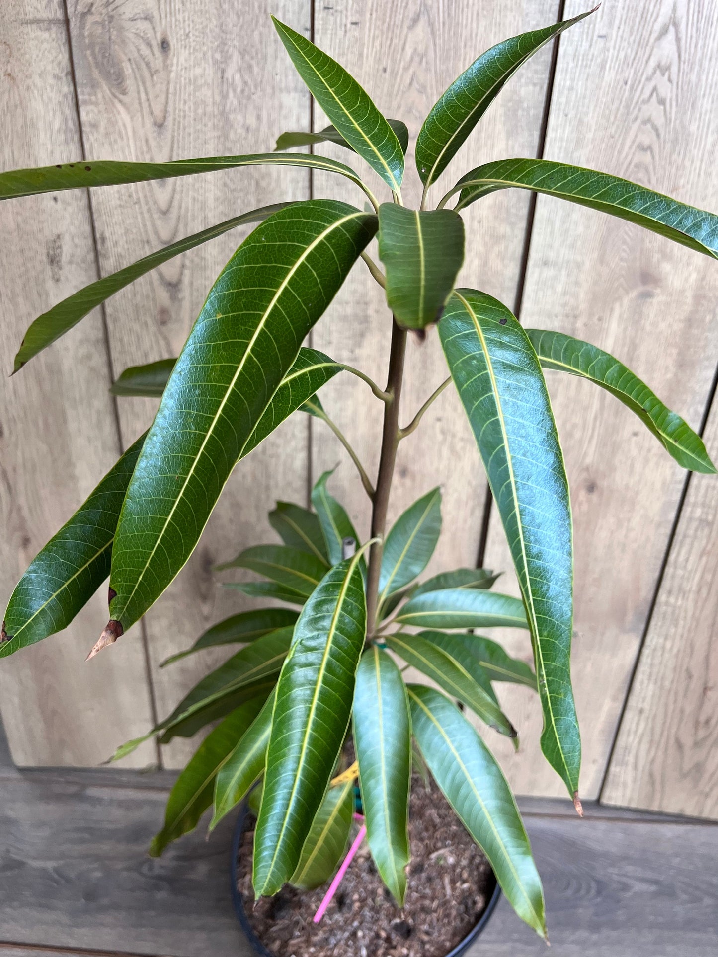 Tommy Atkins Mango Tree. grafted in 3 gallons pot, No Ship to CA and HI