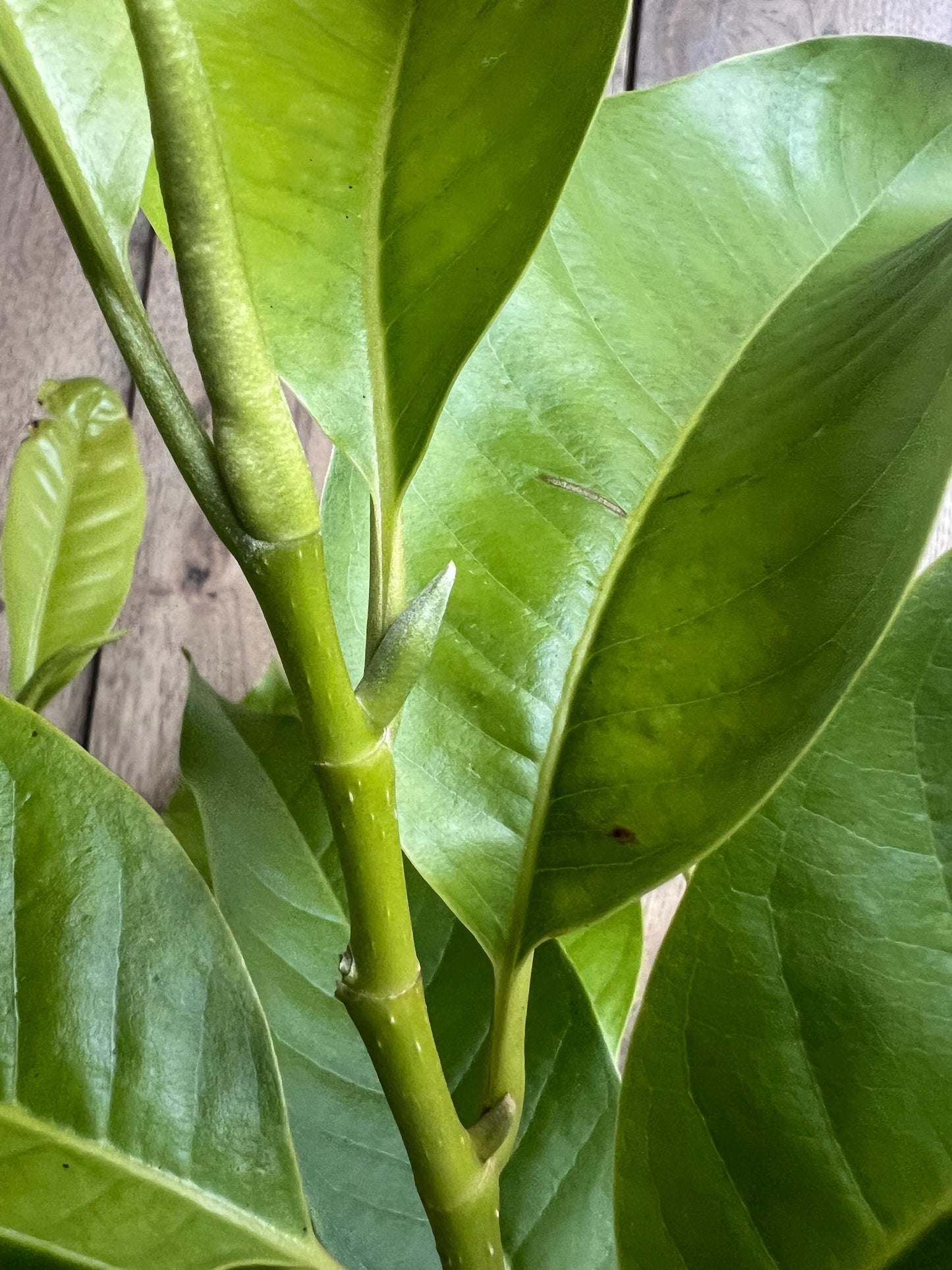 White champaca, Grafted in 3 gallon pot, Ngọc Lan Trắng, Michelia alba