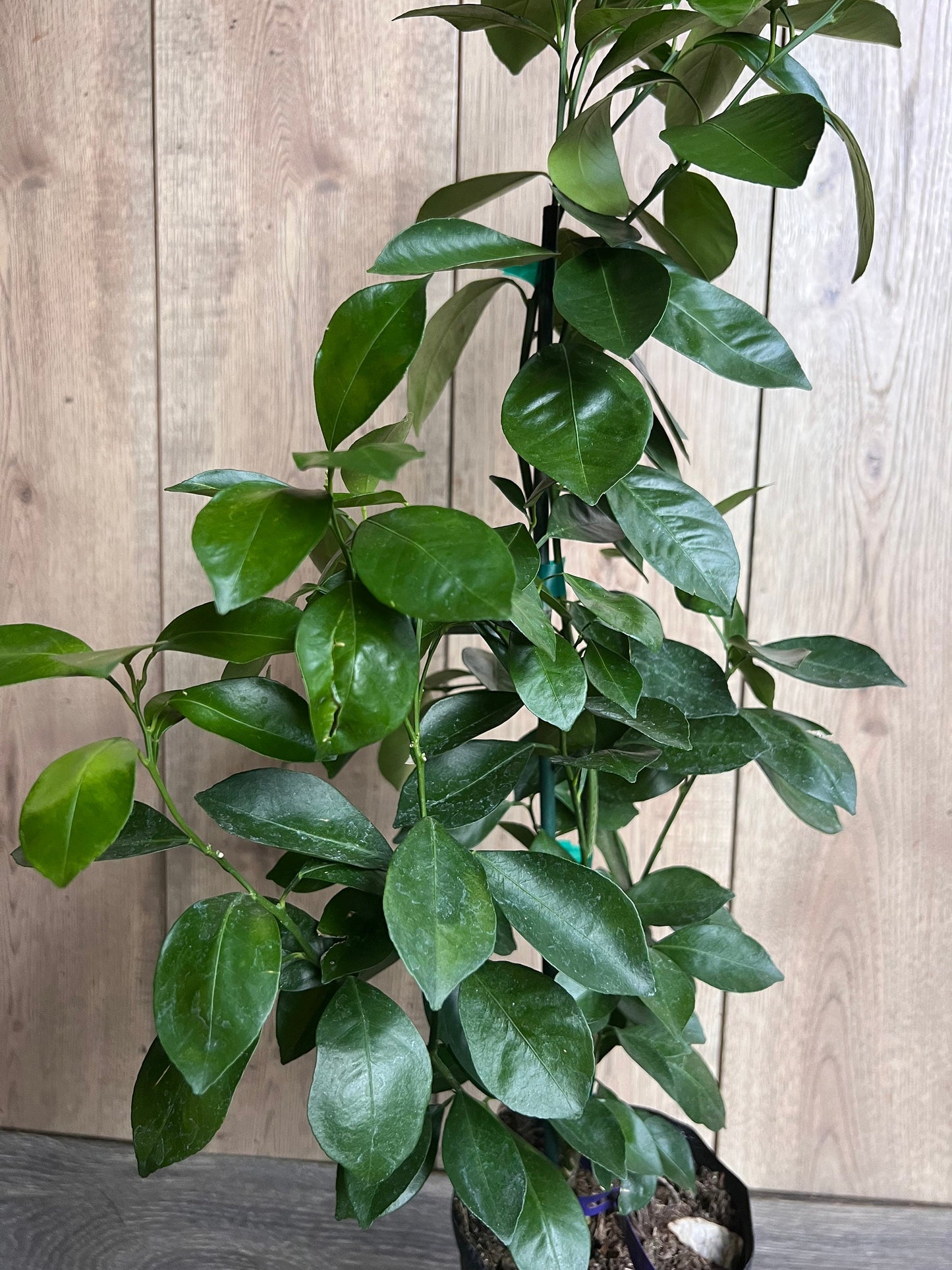 Key Lime Tree in half Gallon Pot, Grafted, Florida Shipping Only