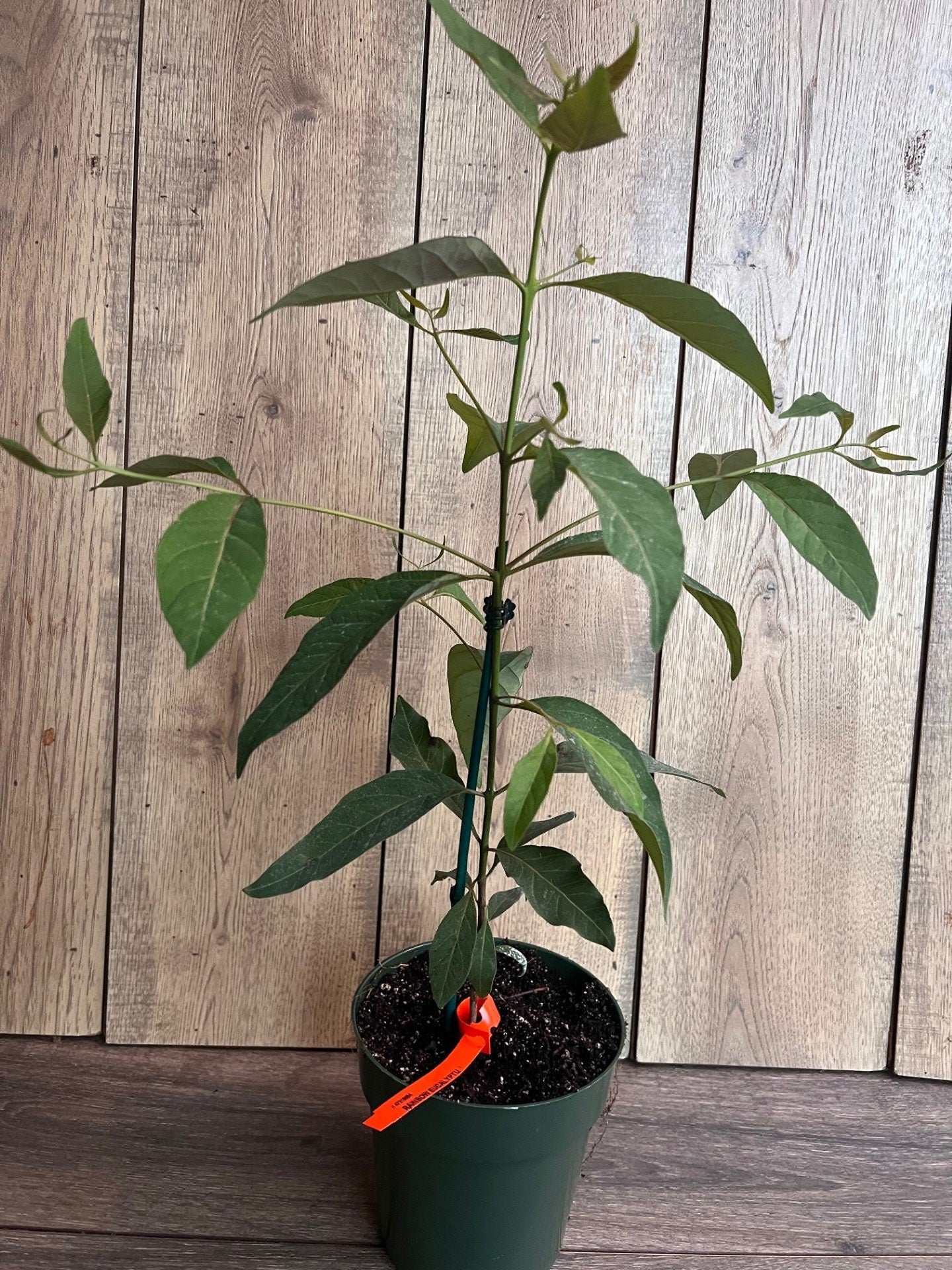 Rainbow Eucalyptus, deglupta, in half gallon Pot