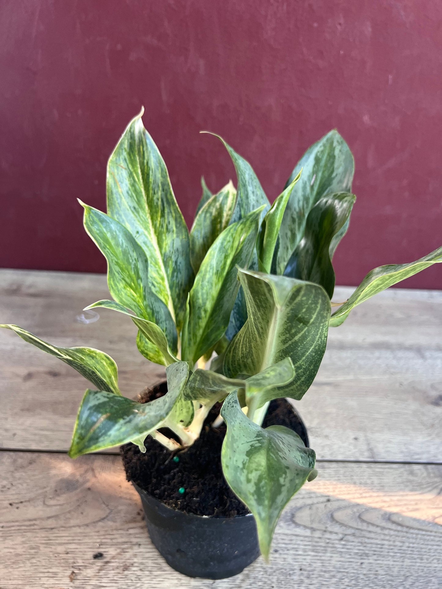 Aglaonema Koh Sumai in 6", Rare Aglaonema