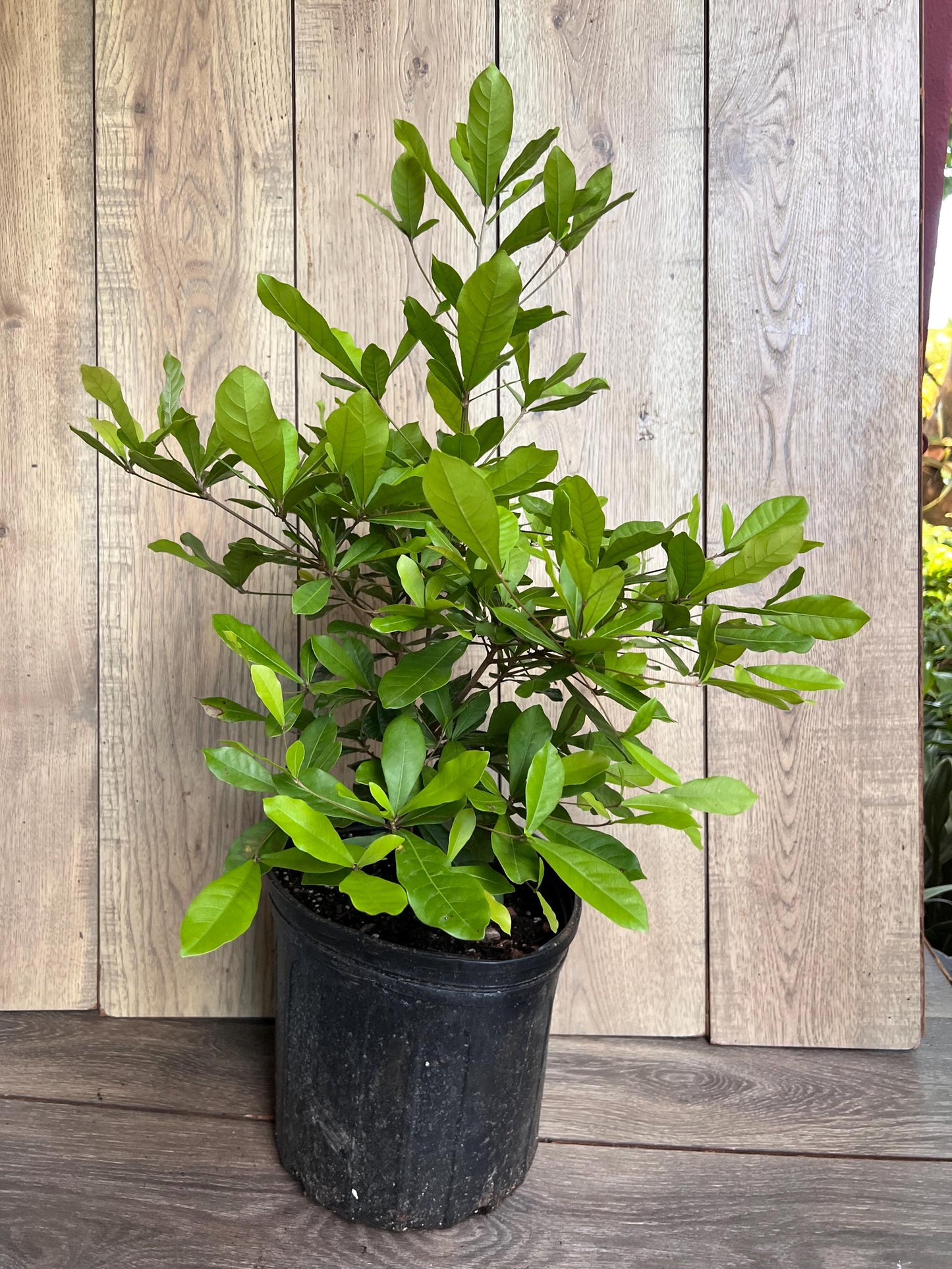 Miracle Fruit tree in 3 Gallon pot, Synsepalum dulcificum