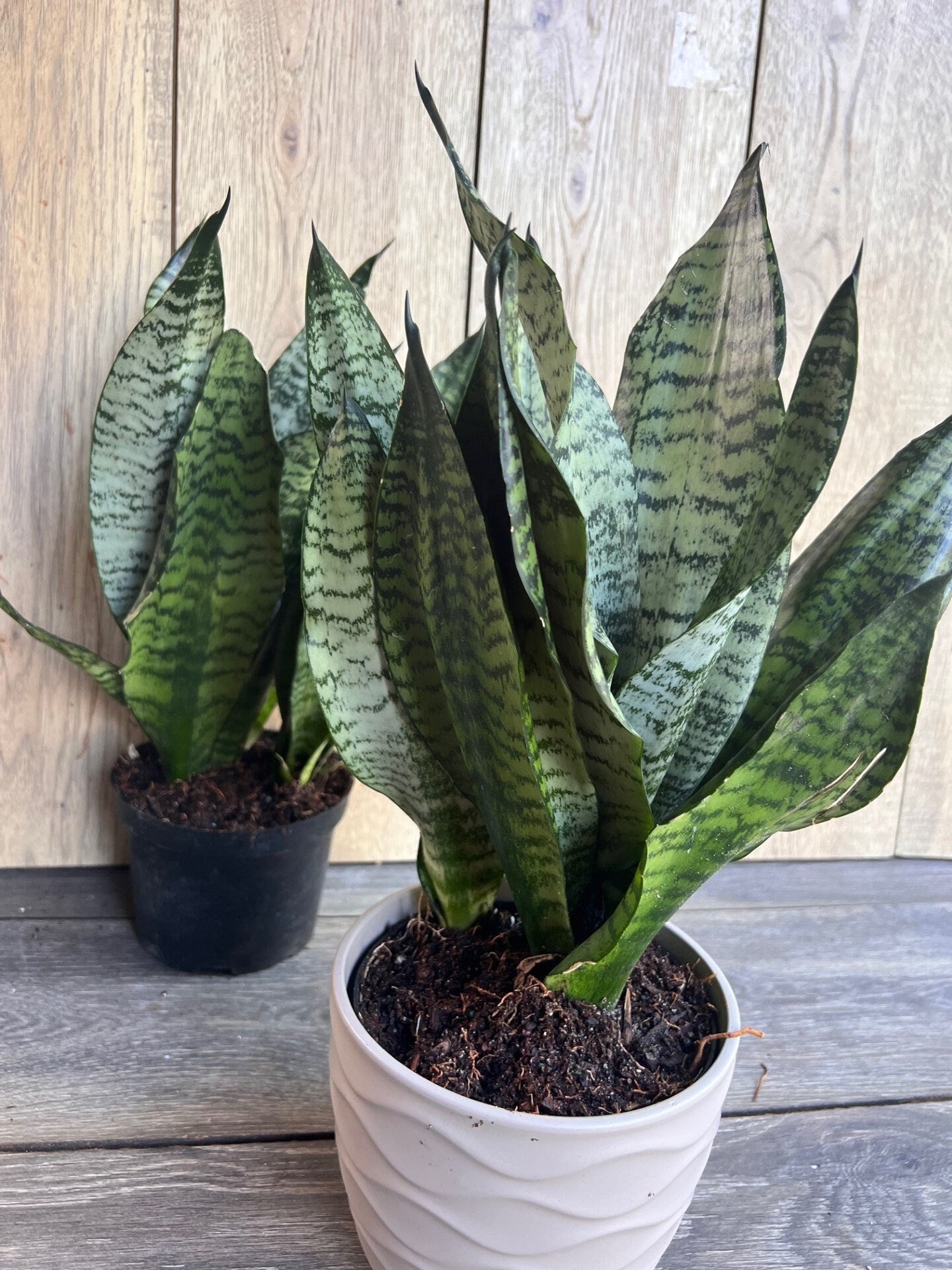 Sansevieria Futura Robusta in 6” pot, Robust Snake Plant