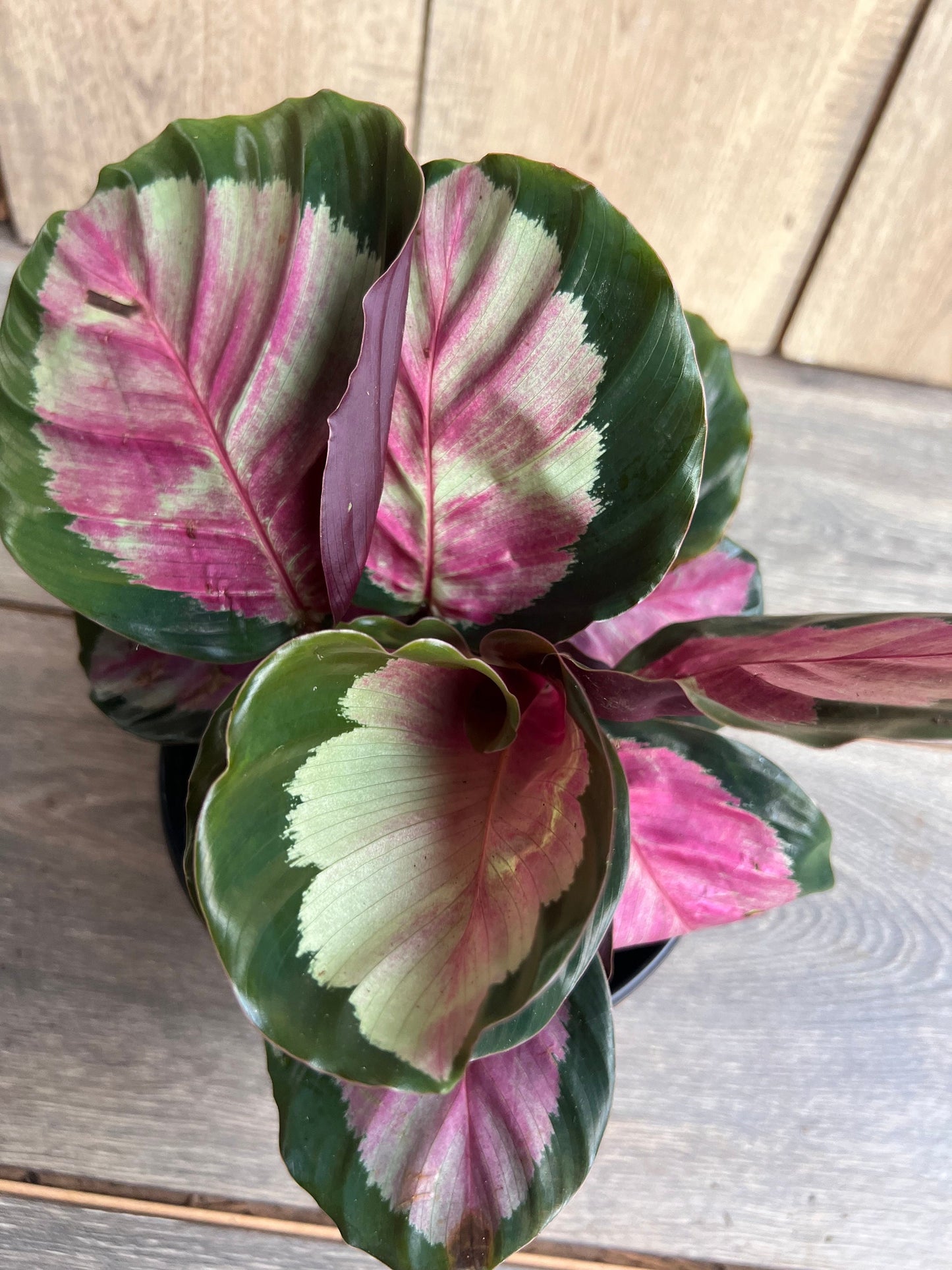 Calathea roseopicta ‘Rosy’ in 6" Pot, Rossy
