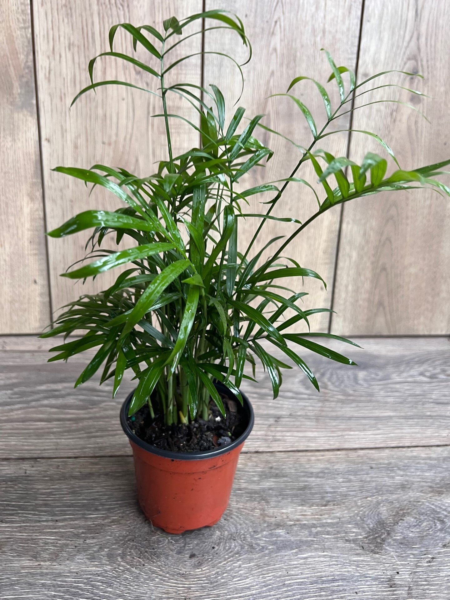 Neanthe Bella Palm in a 4" Pot, Parlor Palm - Chamaedorea Elegans