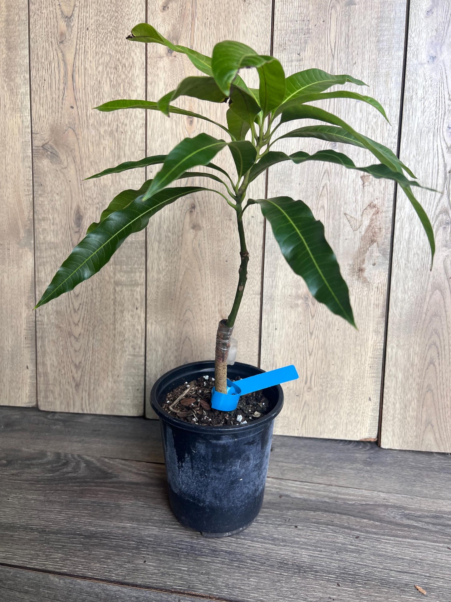 Grafted Manila Mango in 1/2 Gallon Pot