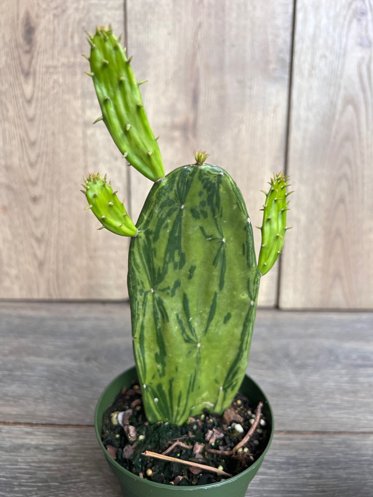 Variegated Opuntia, prickly pear variegated in 4" Pot, opuntia cactus