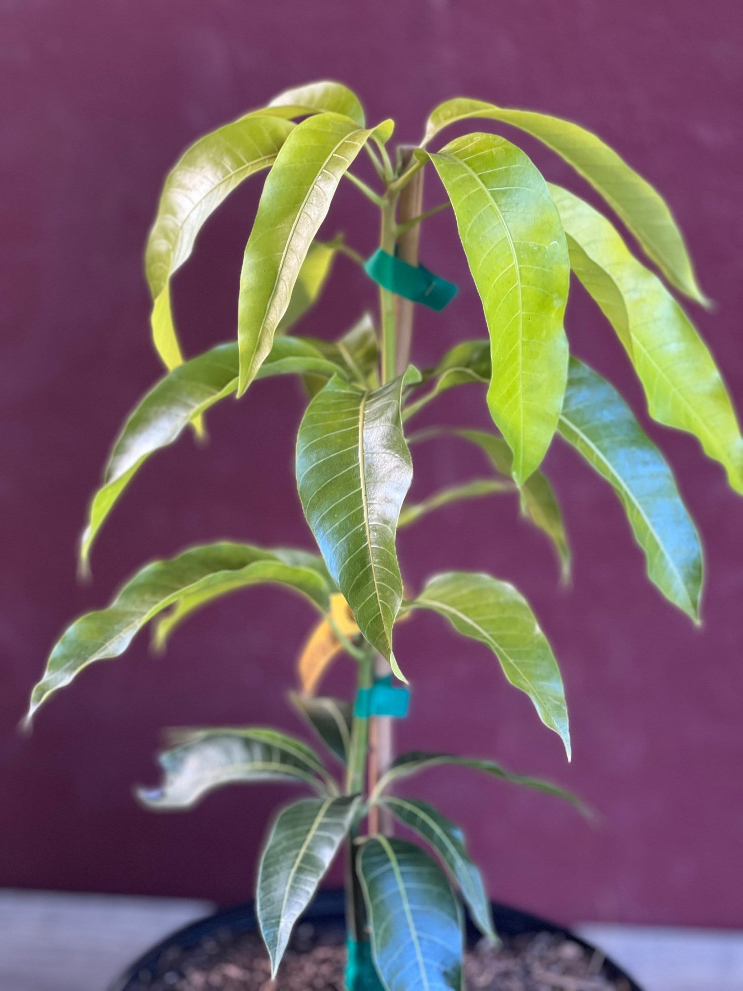 Triple Sec mango , grafted in 3 gallons pot. No Ship to CA and HI