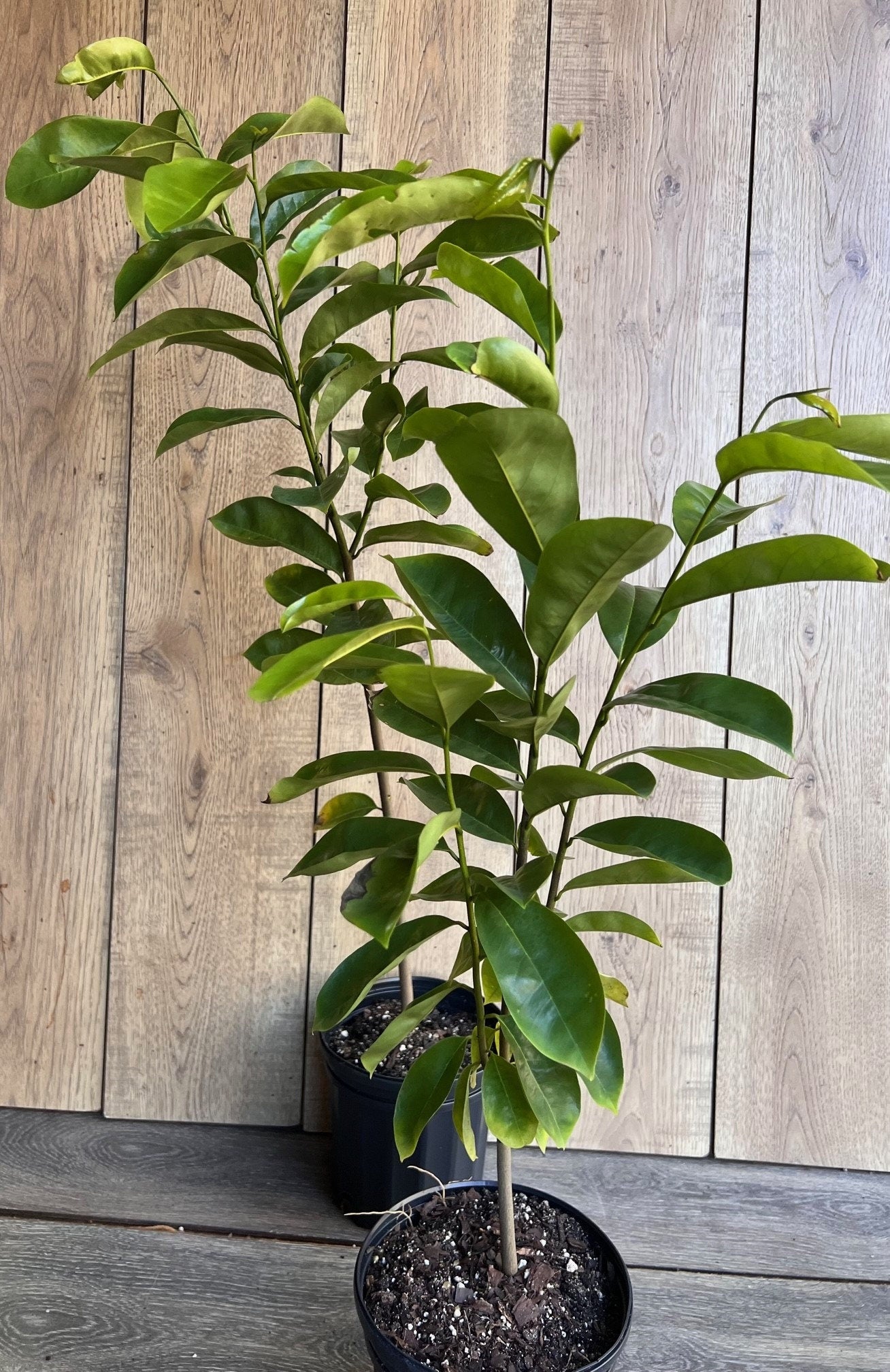 Soursop Tree, guanabana in Half gallon pot , Sirsak, Anona Muricata