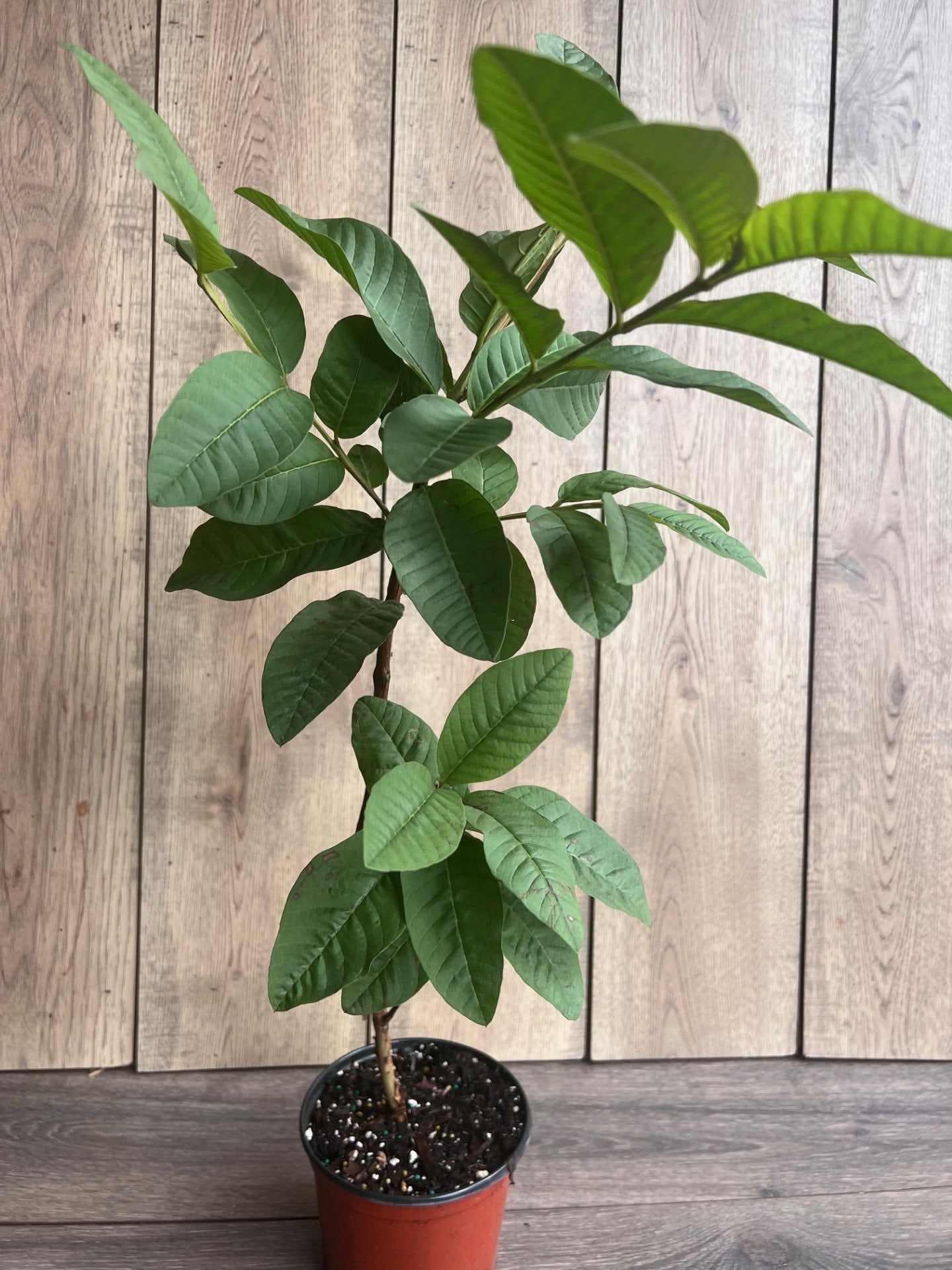 Guava Plant in 6" Pot, Jambu Batu, Psidium guajava, Pink Guava tree