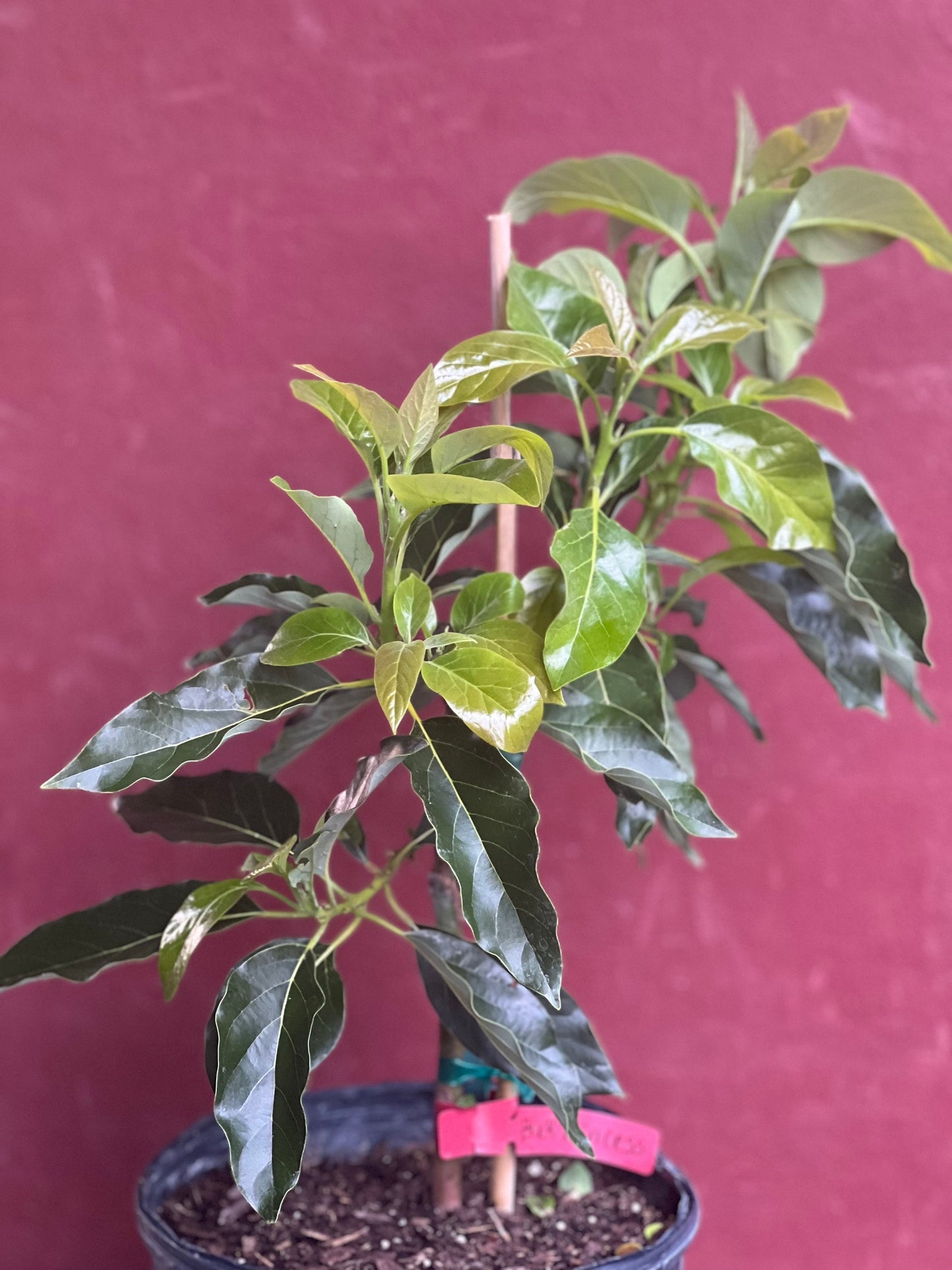 Black Princess avocado Tree , “Cold Hardy” Grafted in 3 Gallon Pot, No Ship to HI