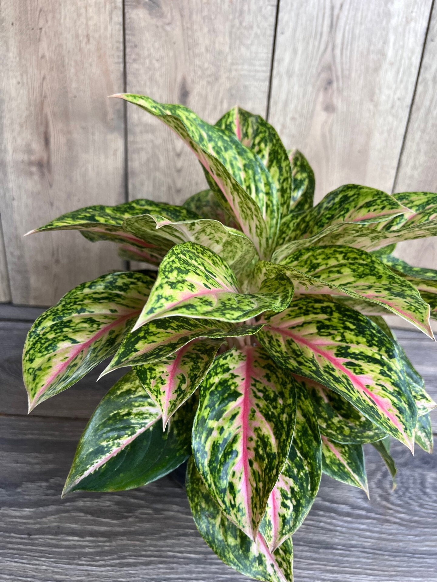 Aglaonema 'Two Tone Moonstone', Pink Aglaonema, Chinese Evergreen, Arum Plant, Live House Plant, in 6" Pot