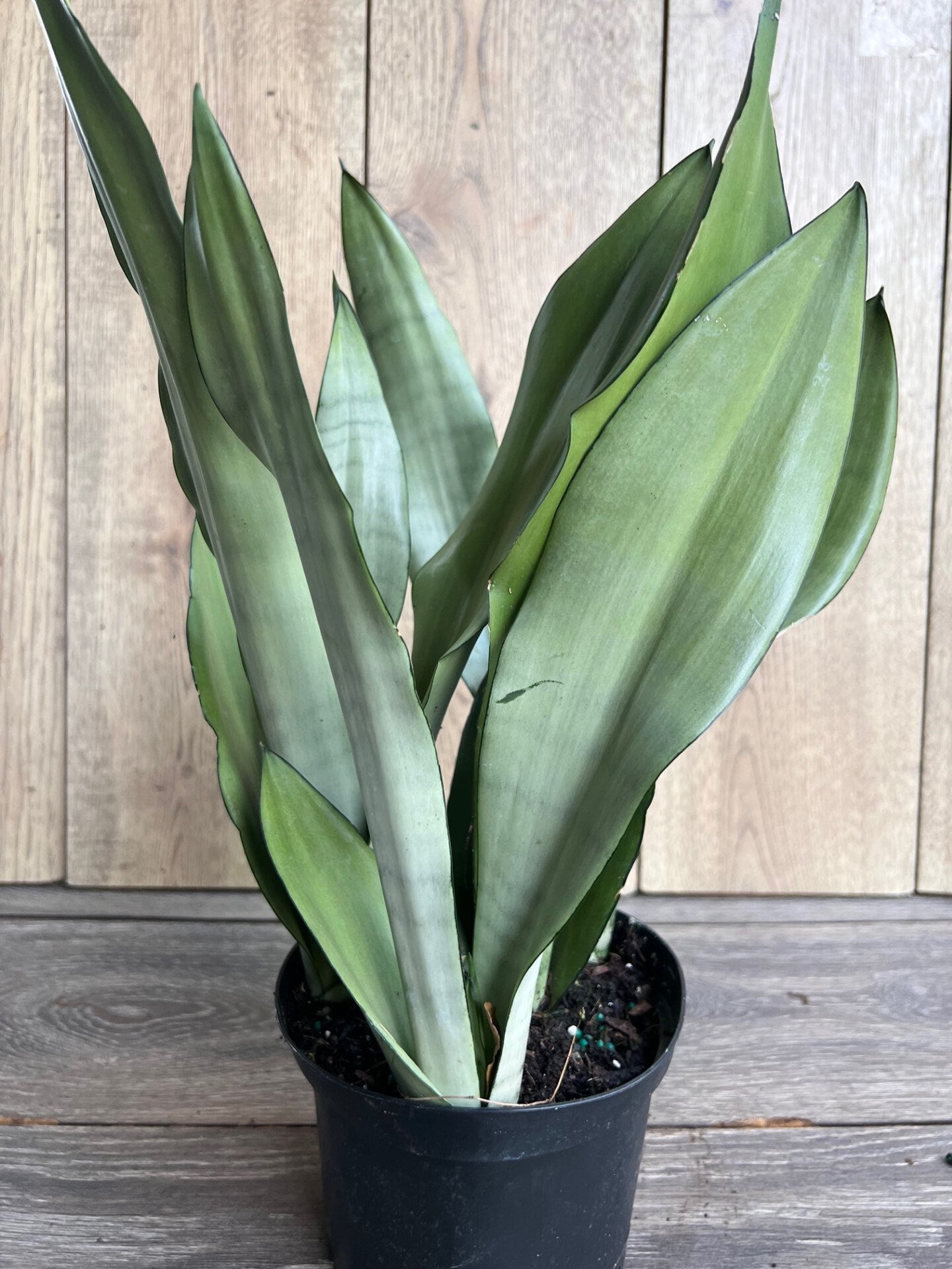 Sansevieria Moonshine in 6" Pot , Snake plant, Live house plant