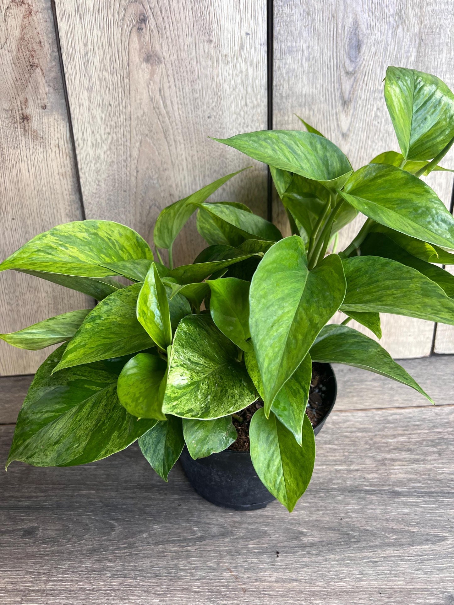 Jessenia pothos in 6", Epipremnum aureum 'Jessenia