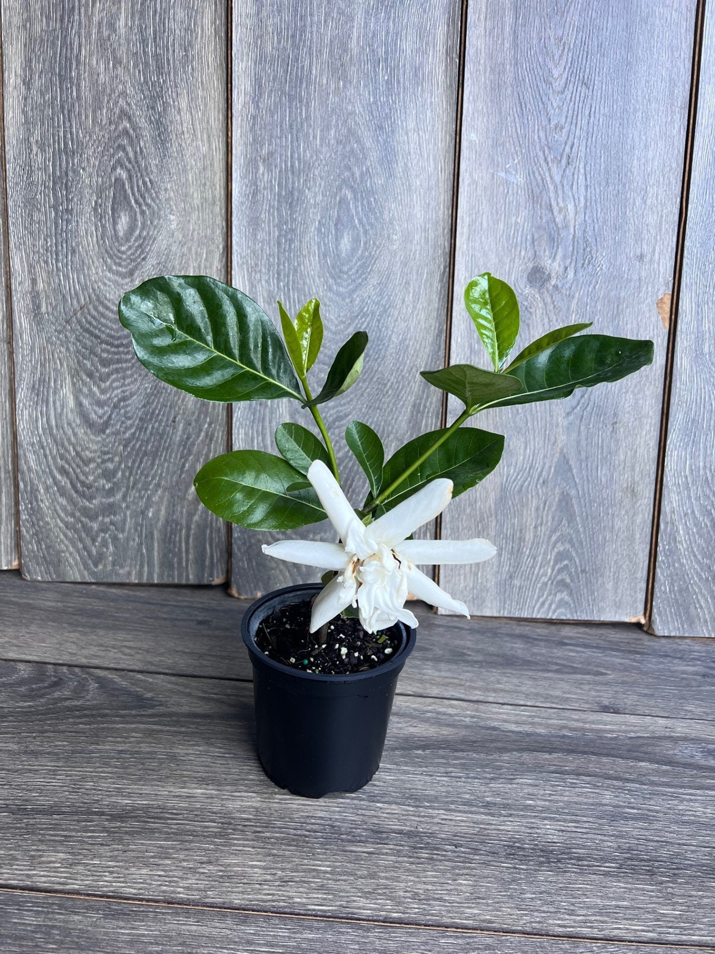Gardenia in 4" pot