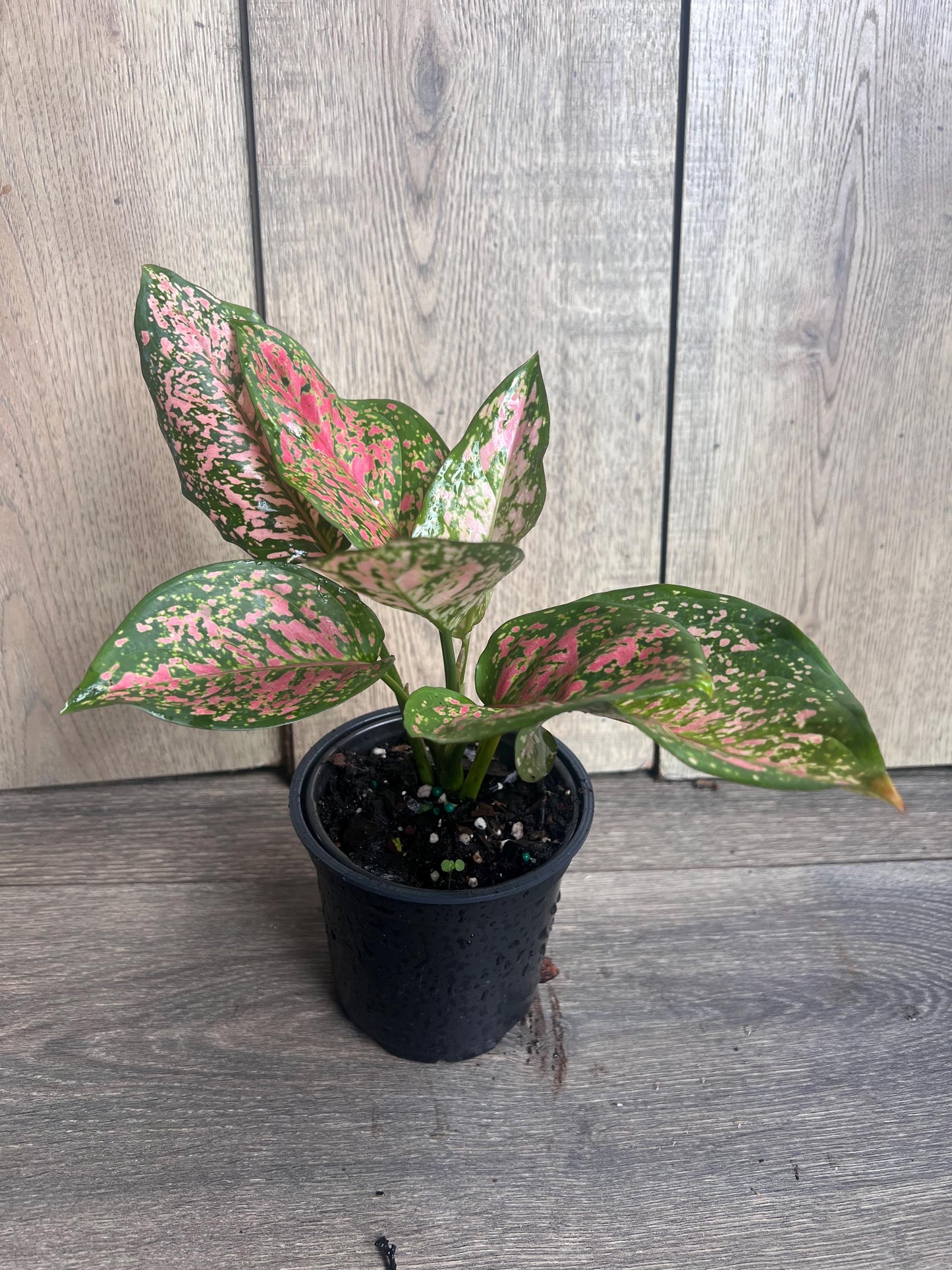 Aglaonema Wishes (Red Valentine) 4" Pot