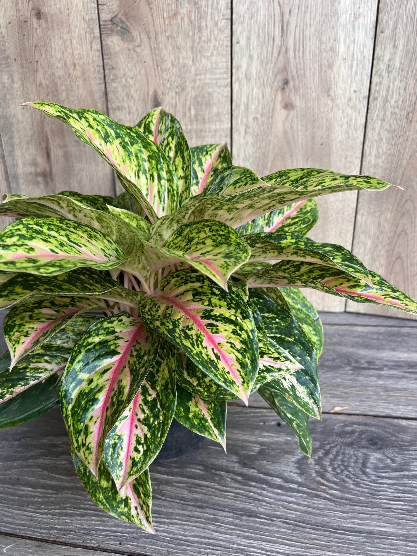 Aglaonema 'Two Tone Moonstone', Pink Aglaonema, Chinese Evergreen, Arum Plant, Live House Plant, in 6" Pot