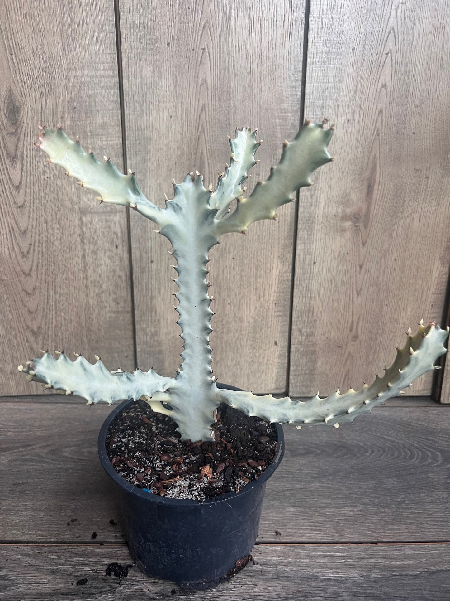 Ghost cactus | White variegated euphorbia lactea | Rare Cactus in 6"