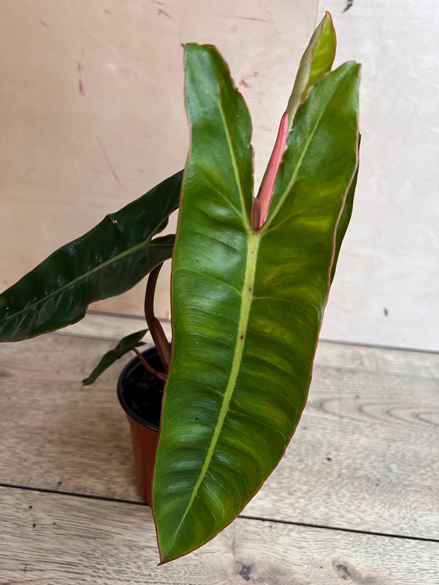 Philodendron Billietiae in 4" Pot