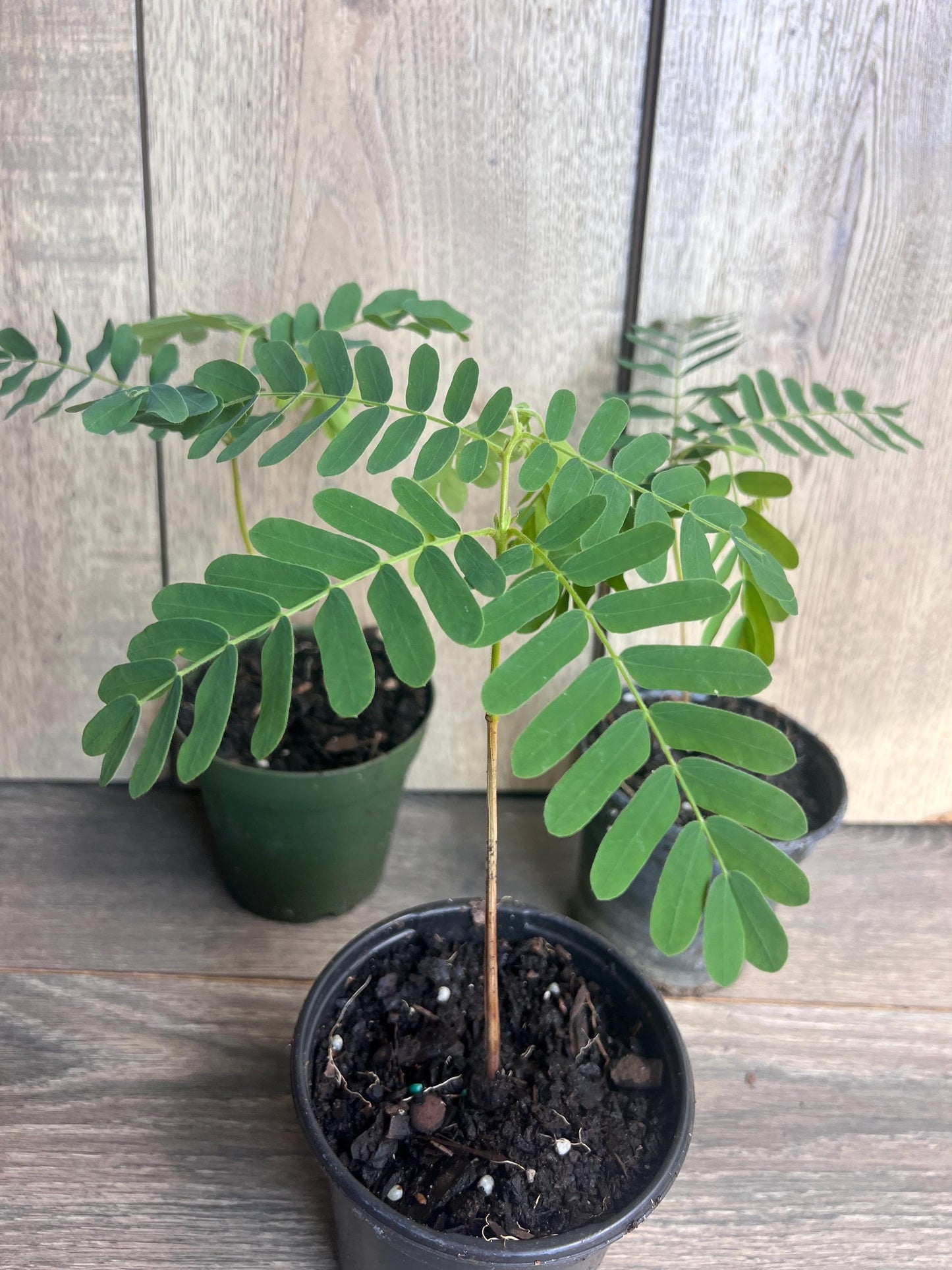 Tamarind tree, Tamarindus indica in 4" Pot, Pohon Asem