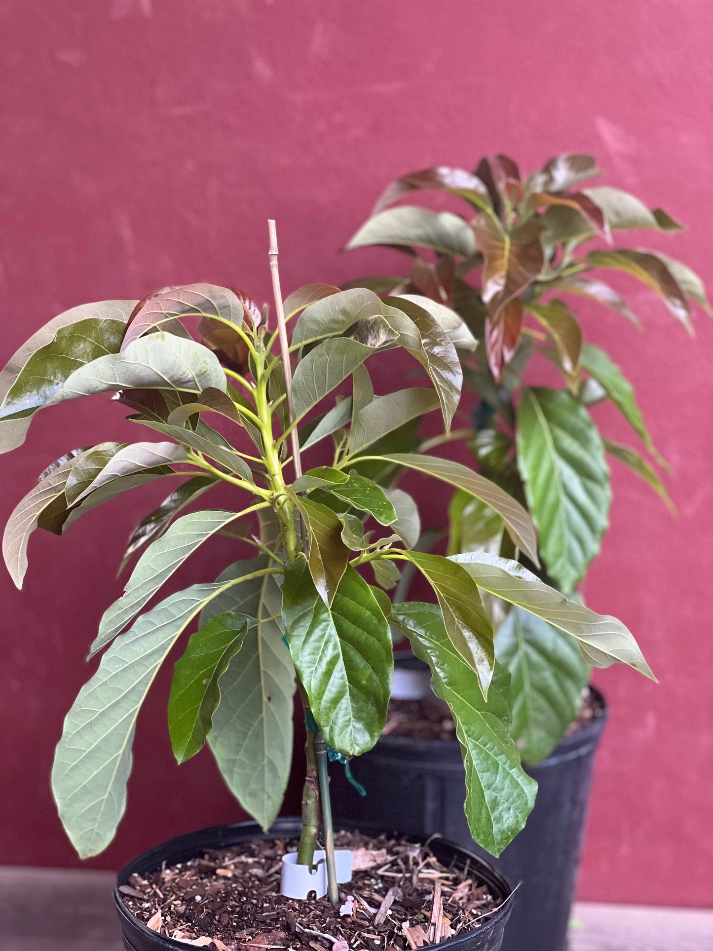 Marcus Pumpkin Avocado Tree , Grafted in 3 Gallon Pot, No Ship to HI