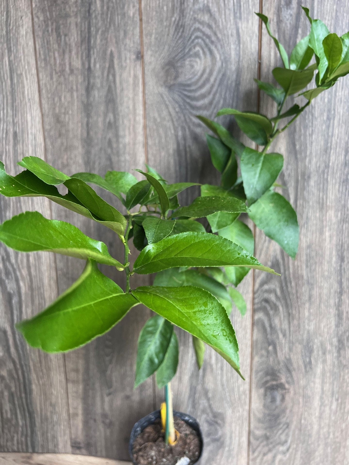 Ponderosa Lemon in half Gallon Pot, Grafted, Florida Shipping Only