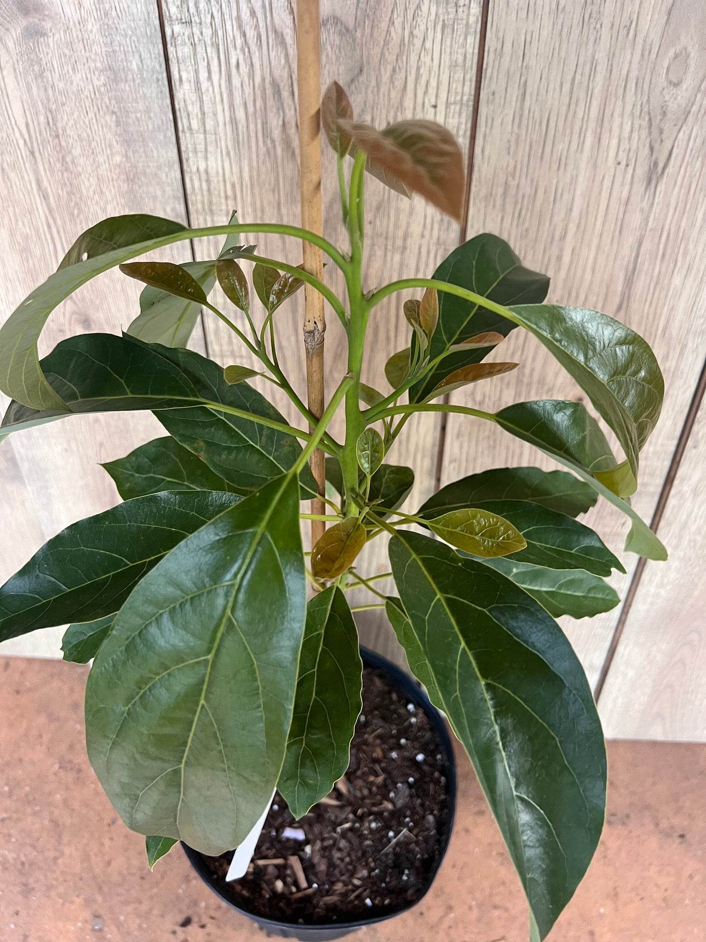 Haas Avocado Tree , Grafted in 3 Gallon Pot, No Ship to CA and HI