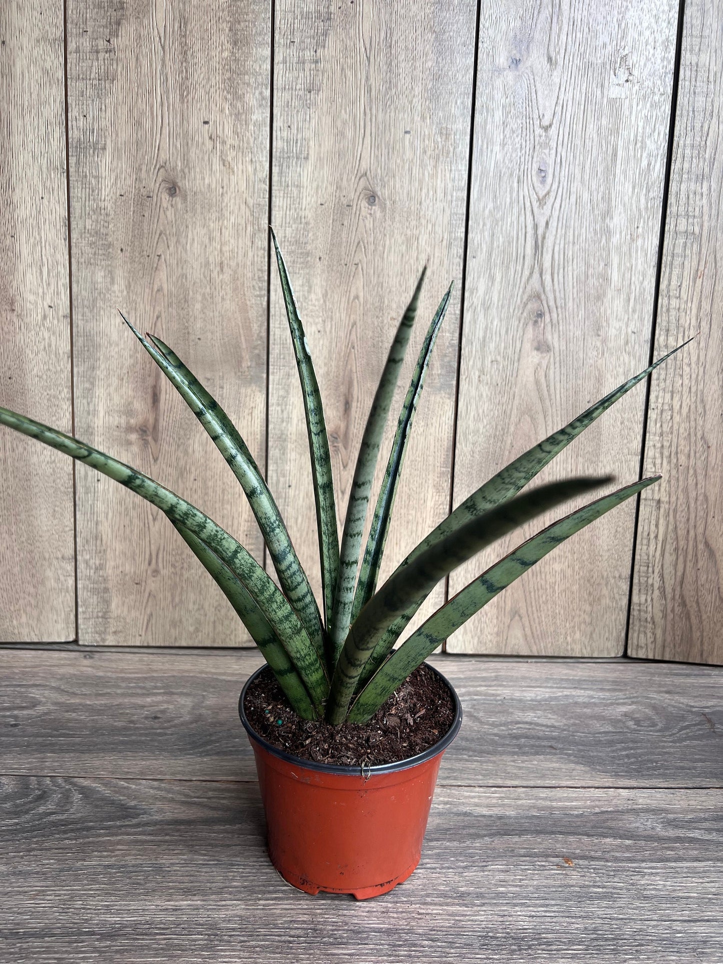 Sansevieria Javancia in 6" Pot