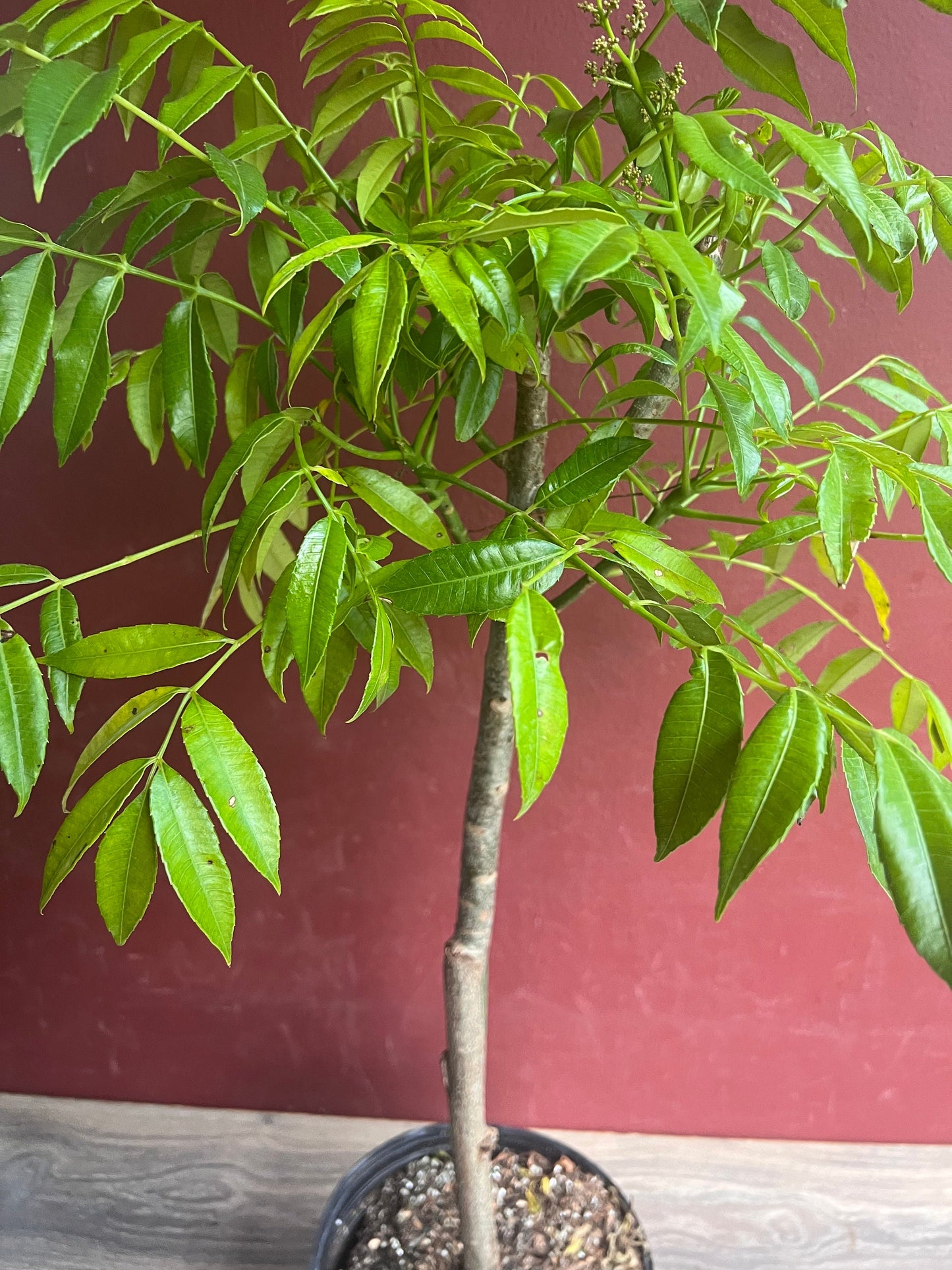 June Plum Dwarf, Ambarella Fruits, Jewel Plums in 10" Pot, Kedondong, No Ship to CA and HI