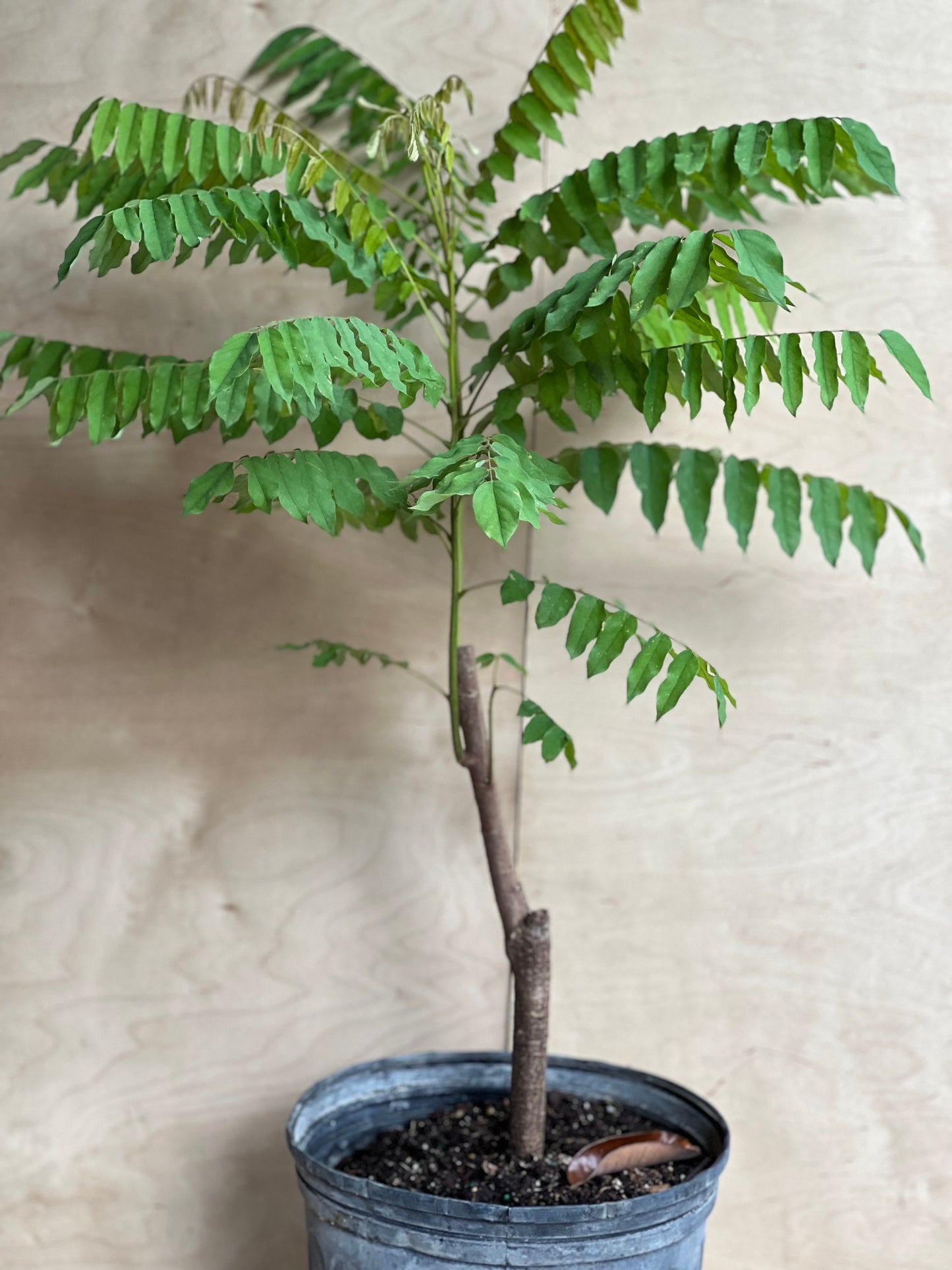 Bilimbi, Averrhoa, Belimbing wuluh in 3 gallon pot, cucumber tree, tree sorrel.