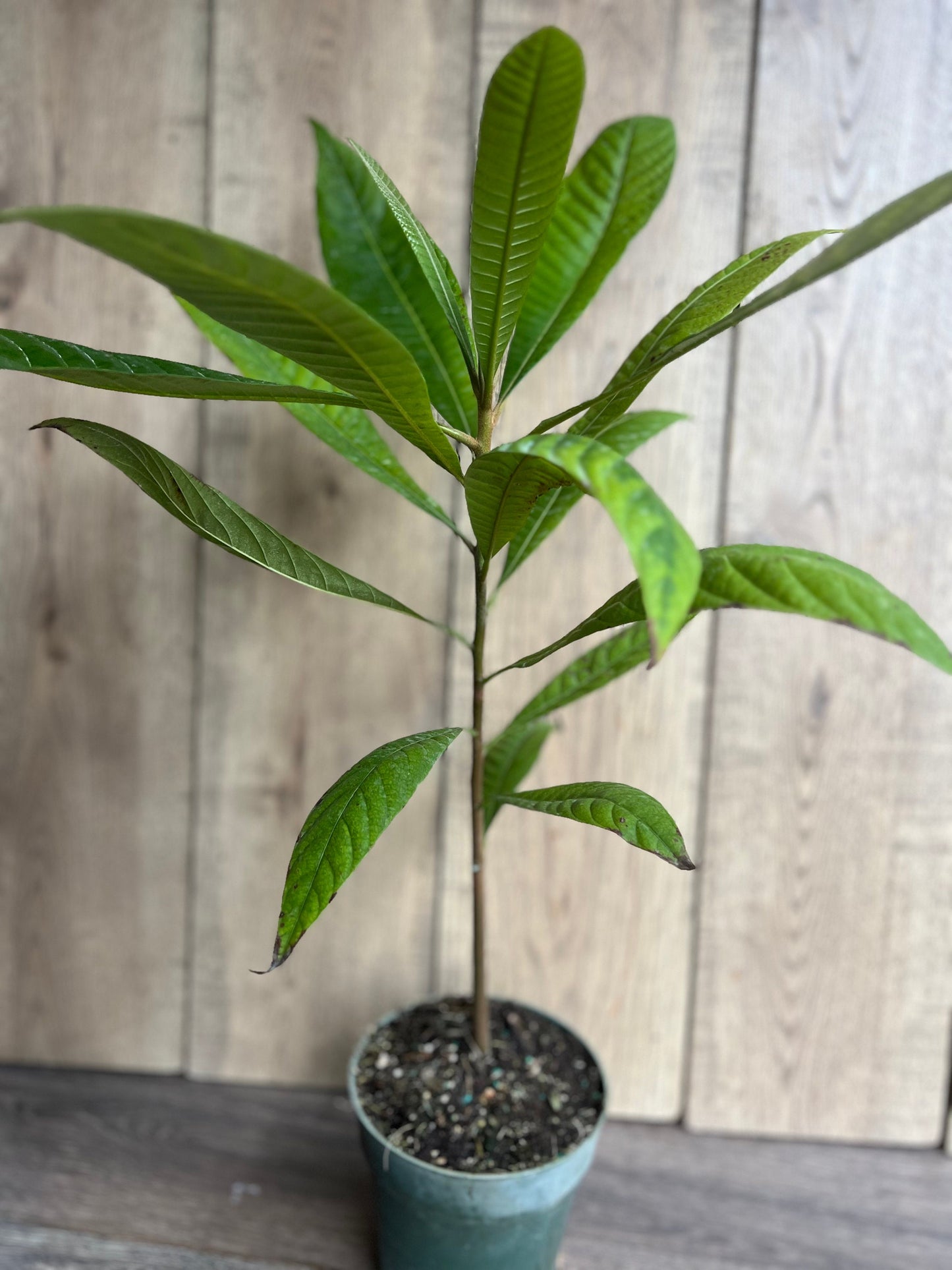 Mamey sapote , Pouteria sapota, in half Gallon Pot