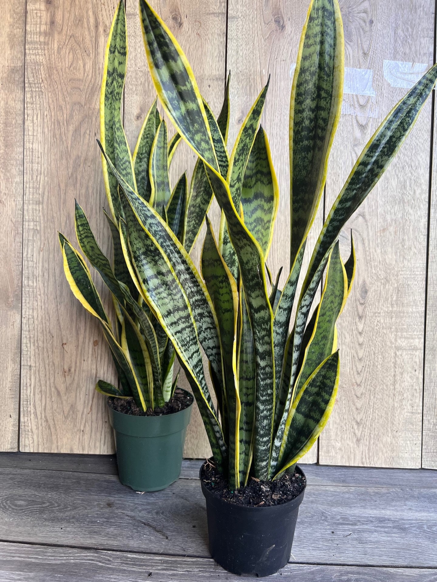 Sansevieria Trifasciata, Snake Plant Laurentii, 6"Pot Indoor Air Purifiernt