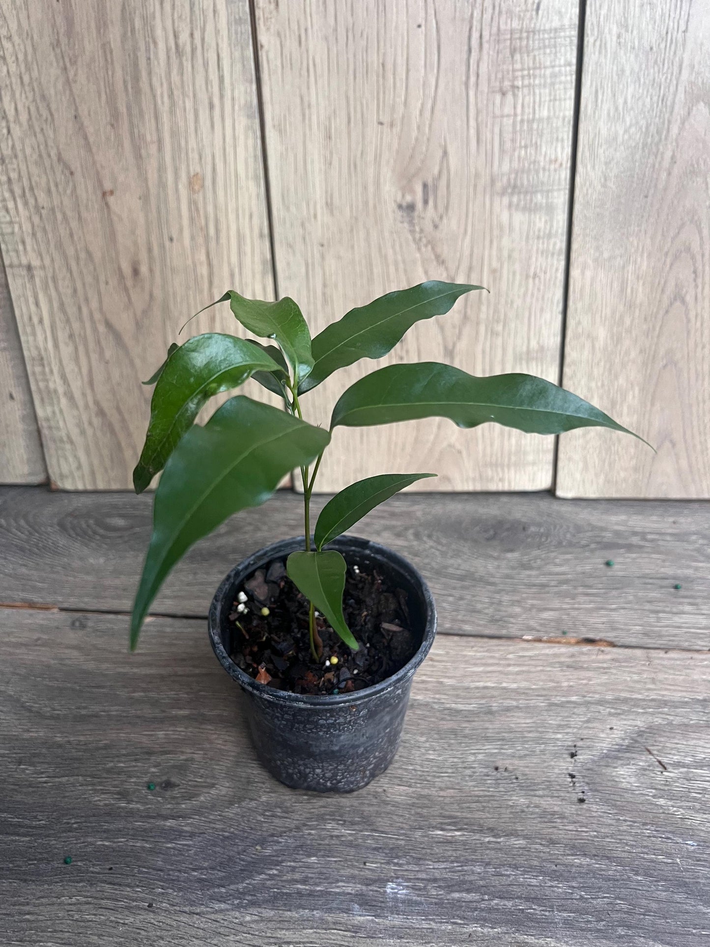 Sweetheart Lychee in 4" Pot