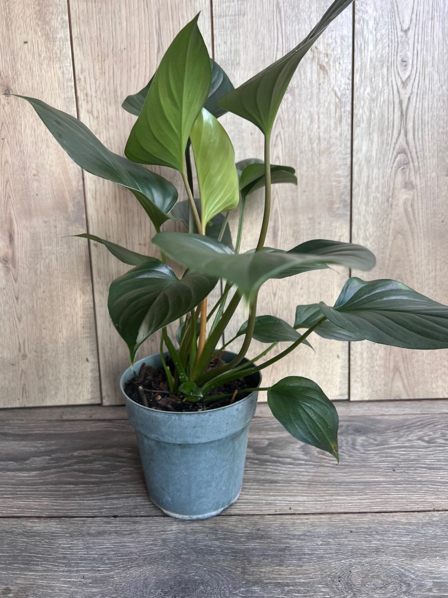Homalomena Emerald Gem, in 6" iches pot, Hamalomena