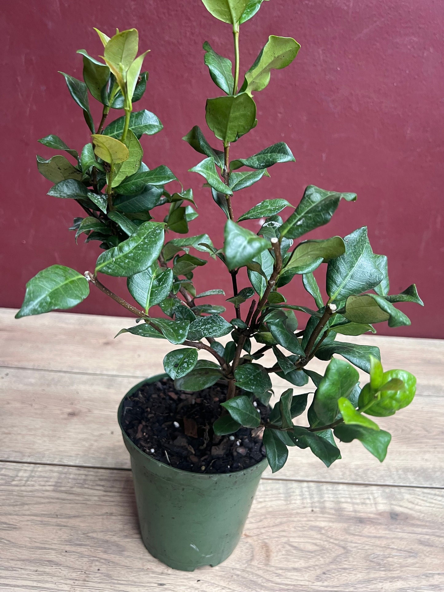 Confederate Jasmine, Trachelospermum jasminoides, star jasmine in 6" Pot