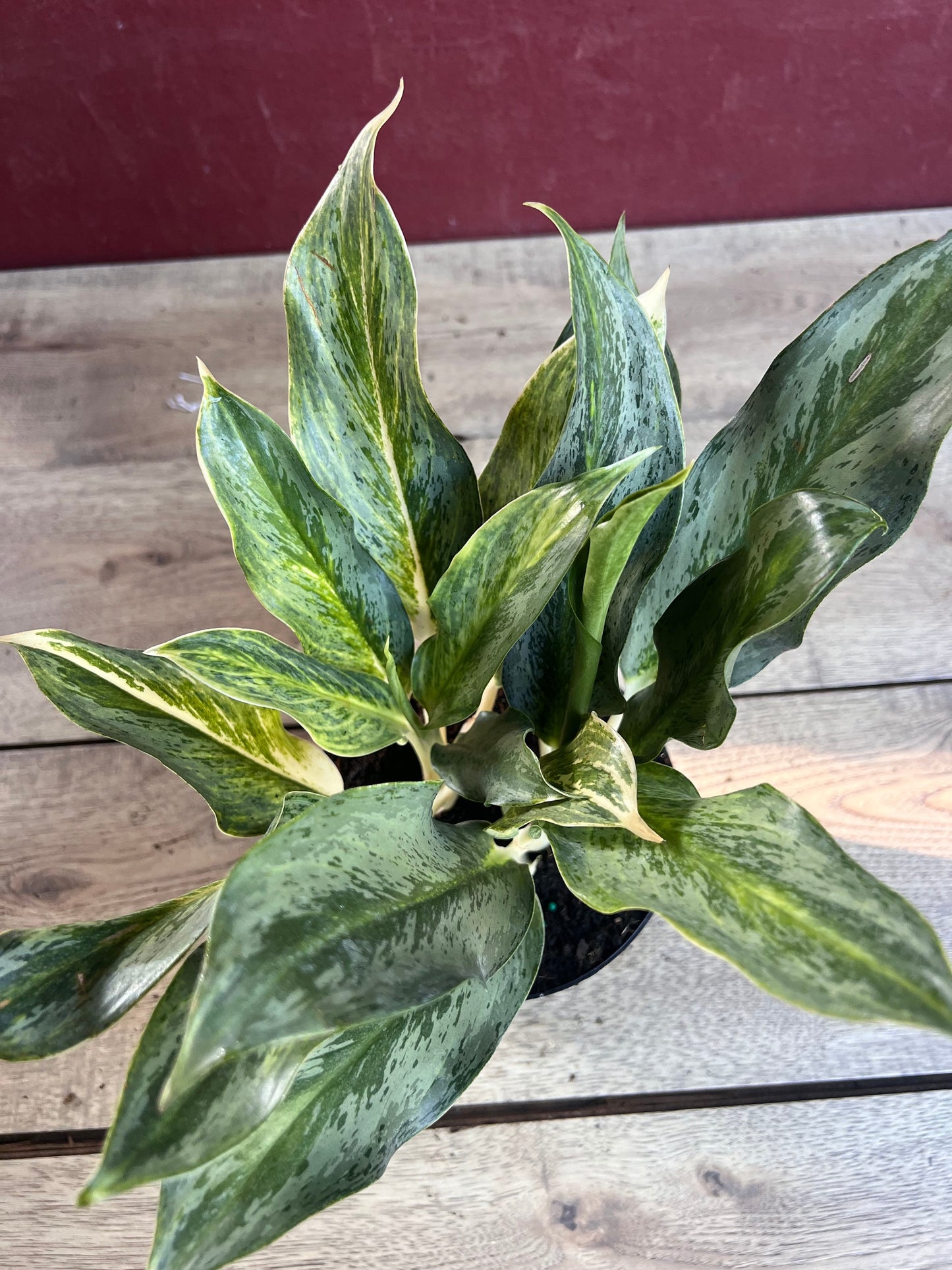 Aglaonema Koh Sumai in 6", Rare Aglaonema