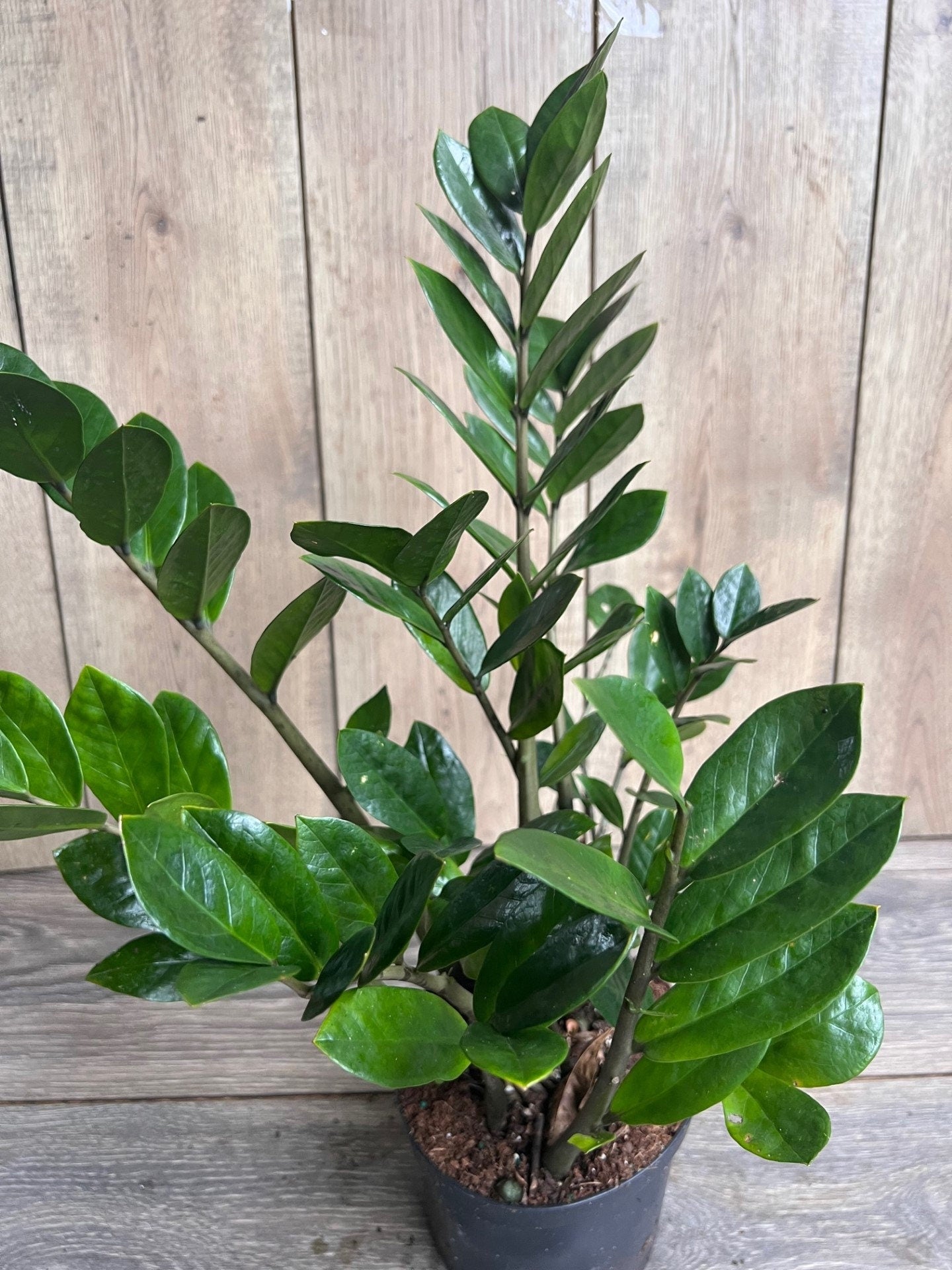 Zamioculcas Zamiifolia , ZZ Plant, in 6" Pot