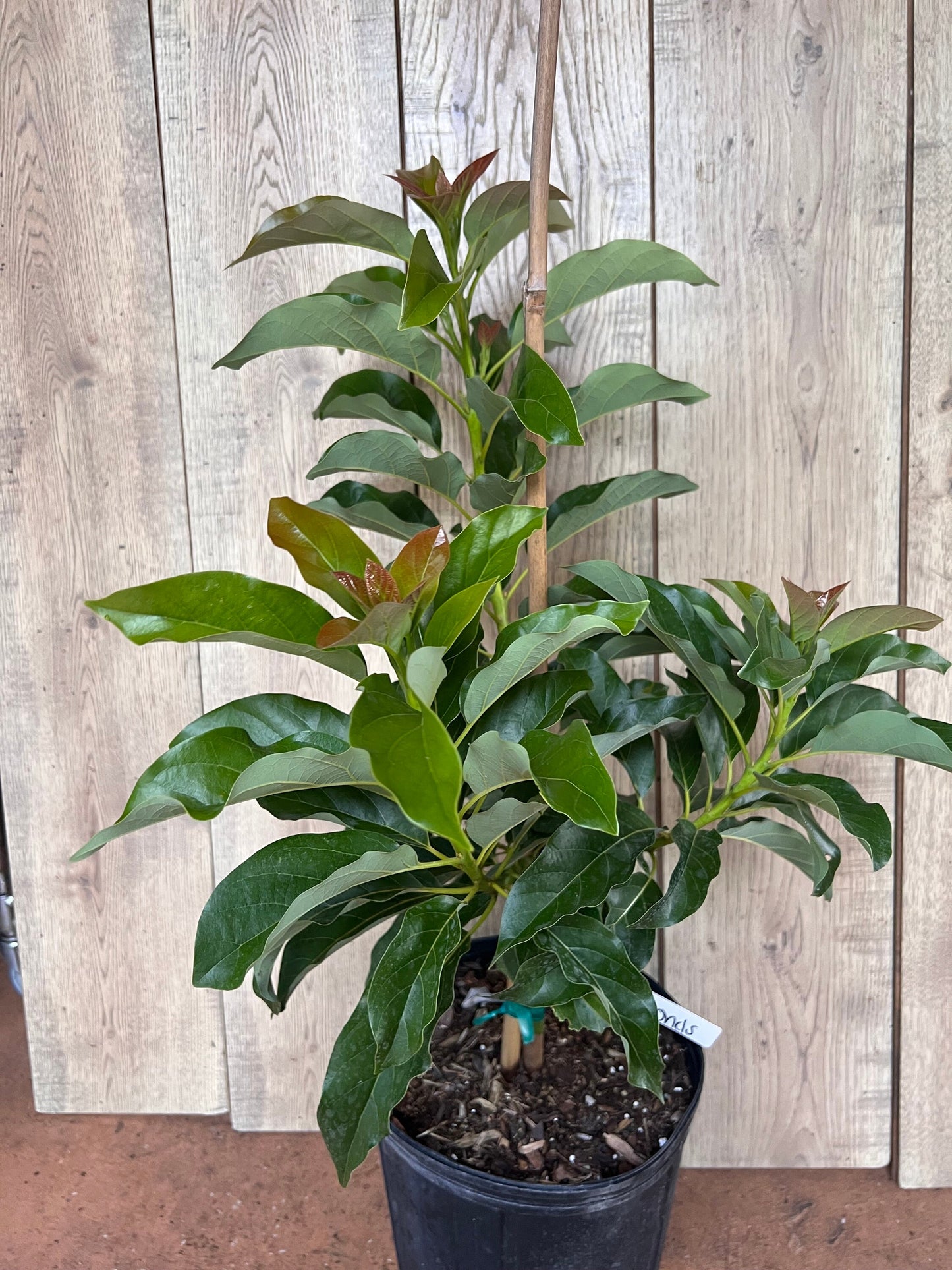 Simmonds avocado Tree , Grafted in 3 Gallon Pot, No Ship to CA and HI