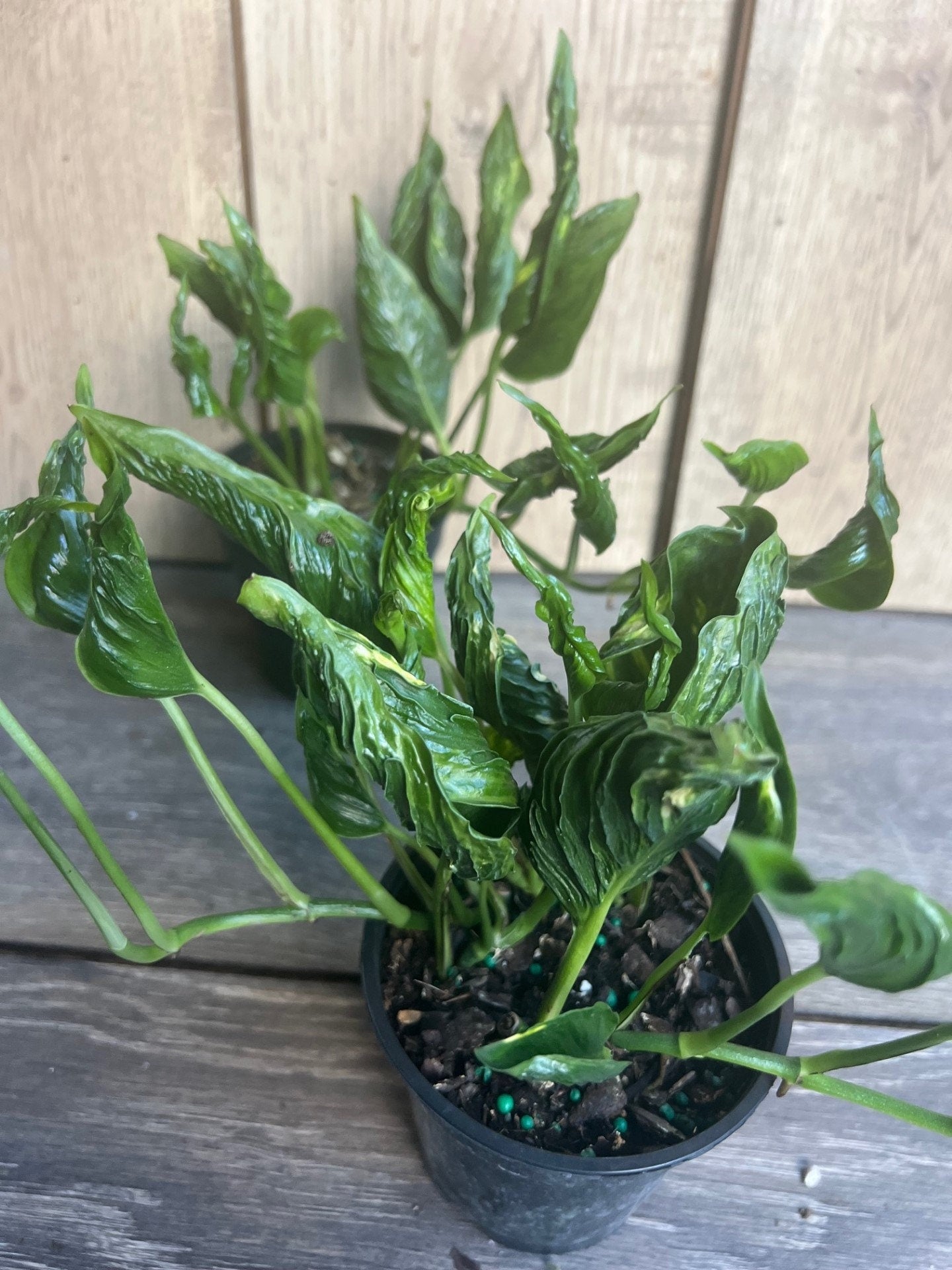 Epipremnum Aureum 'Shangri La' in 4 inches pot