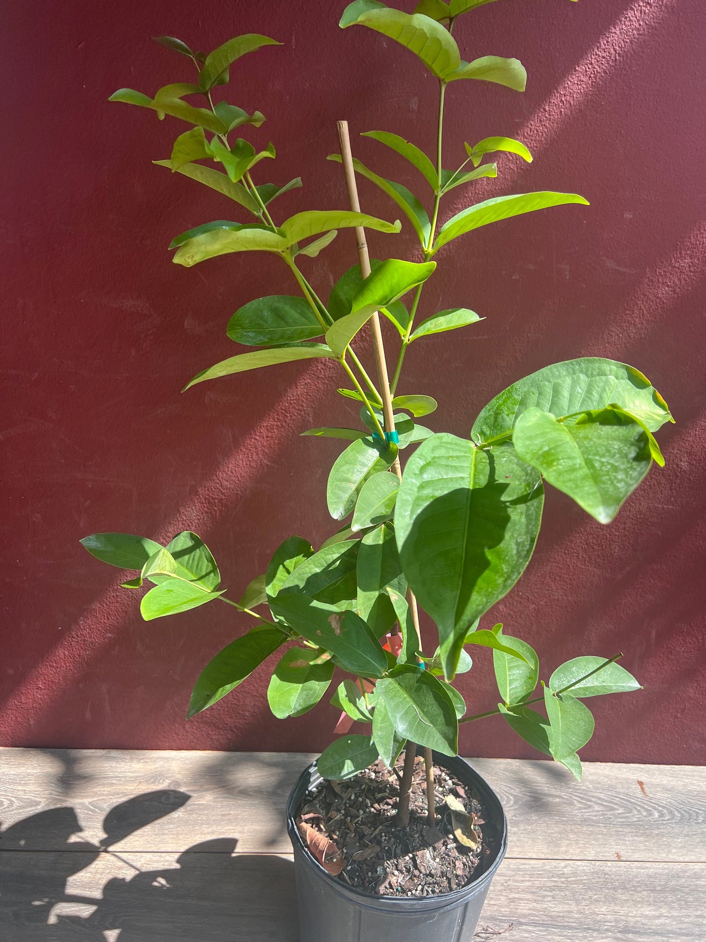 Red Wax apple, in 3 gallon, air layered, rose apple, jambu air, No Ship to CA and HI