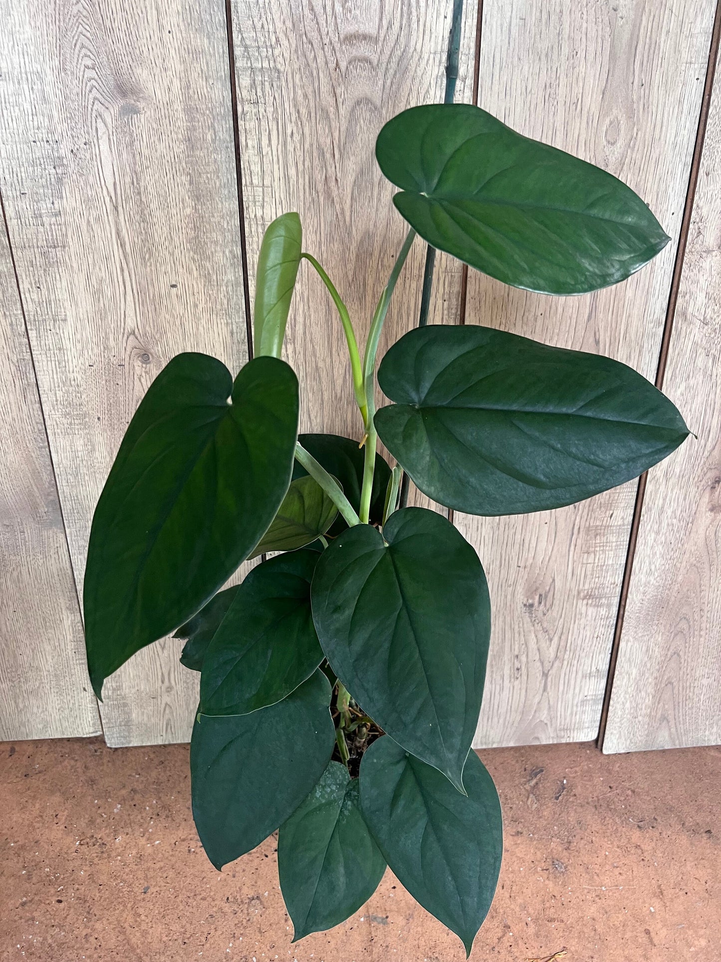 Syngonium chiapense in 6" Pot