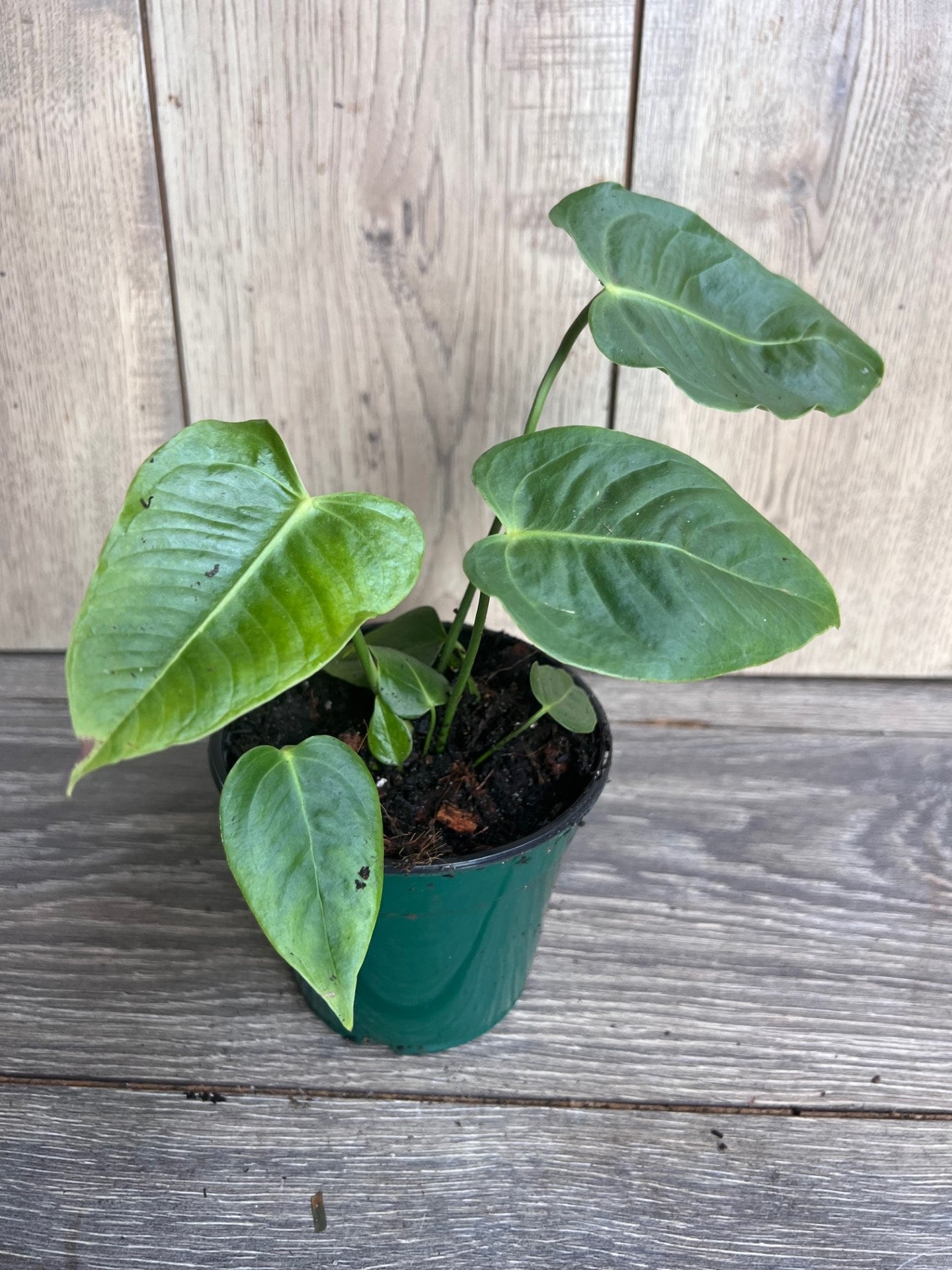 Anthurium veitchii ,king anthurium-in 4" Pot