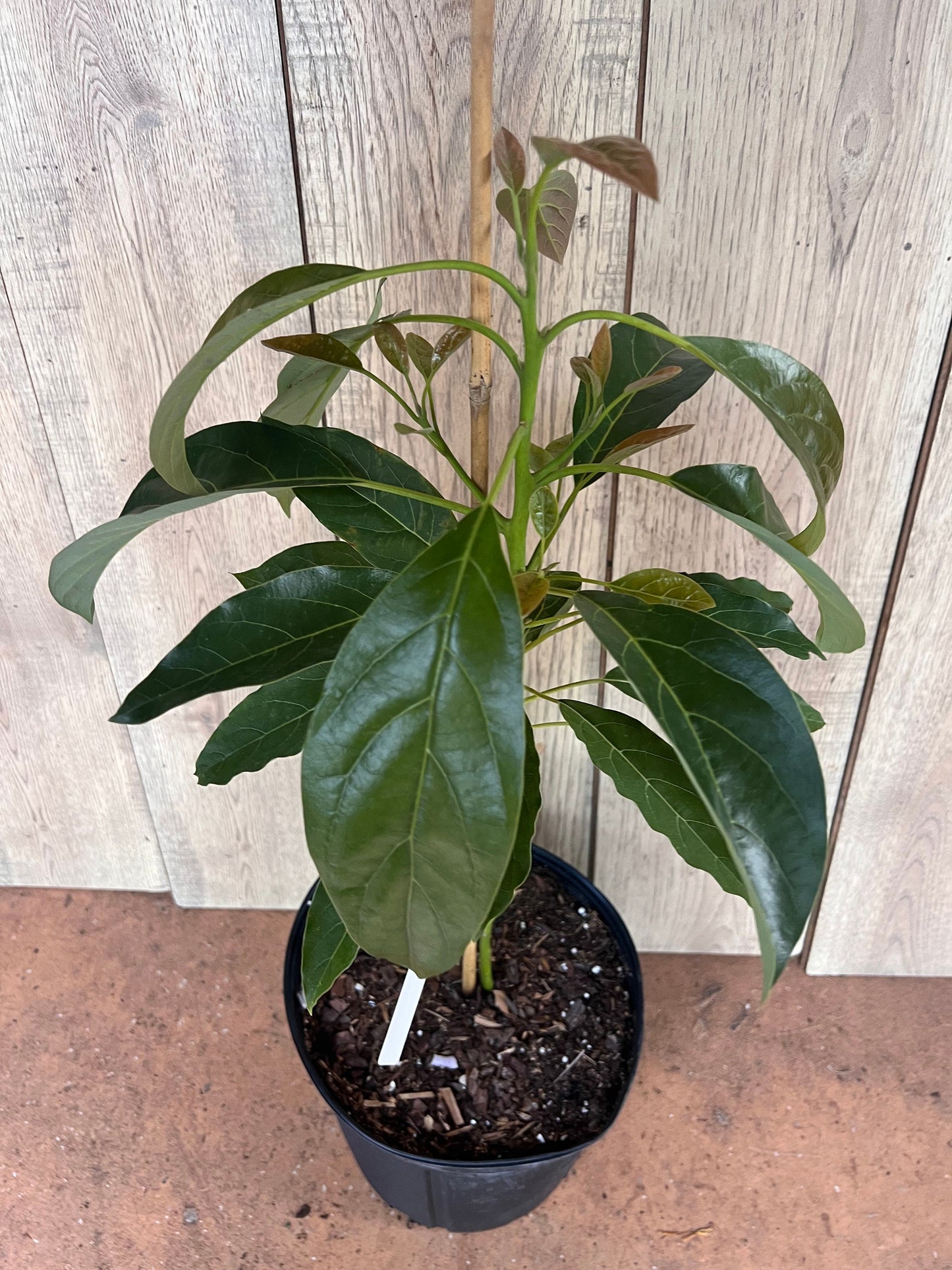 Haas Avocado Tree , Grafted in 3 Gallon Pot, No Ship to CA and HI