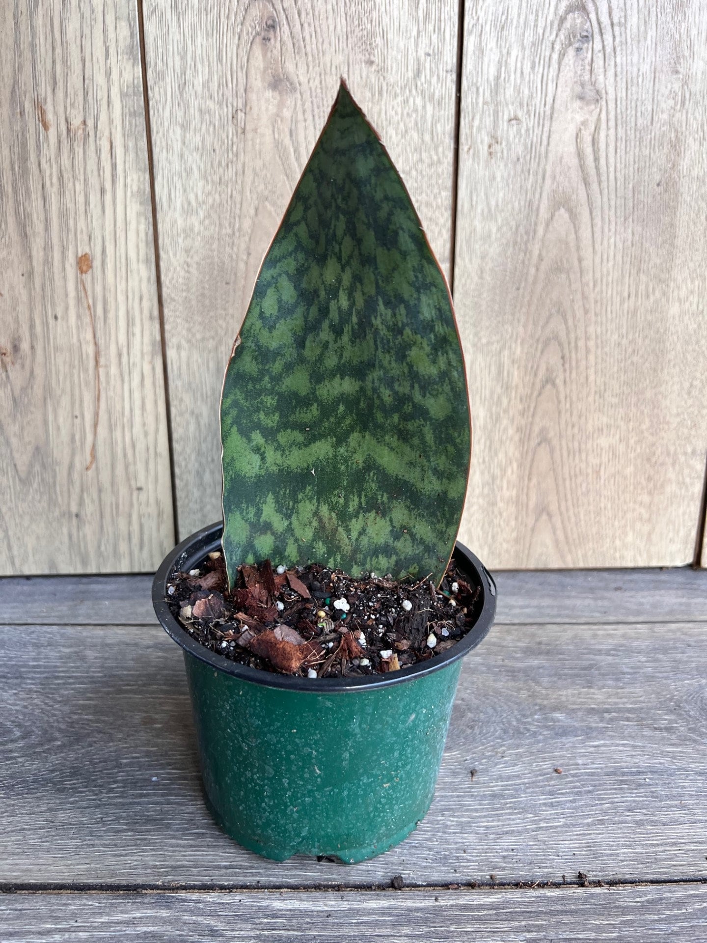Sansevieria Masoniana, Sansevieria Whale Fin, Snake Plant in 4"