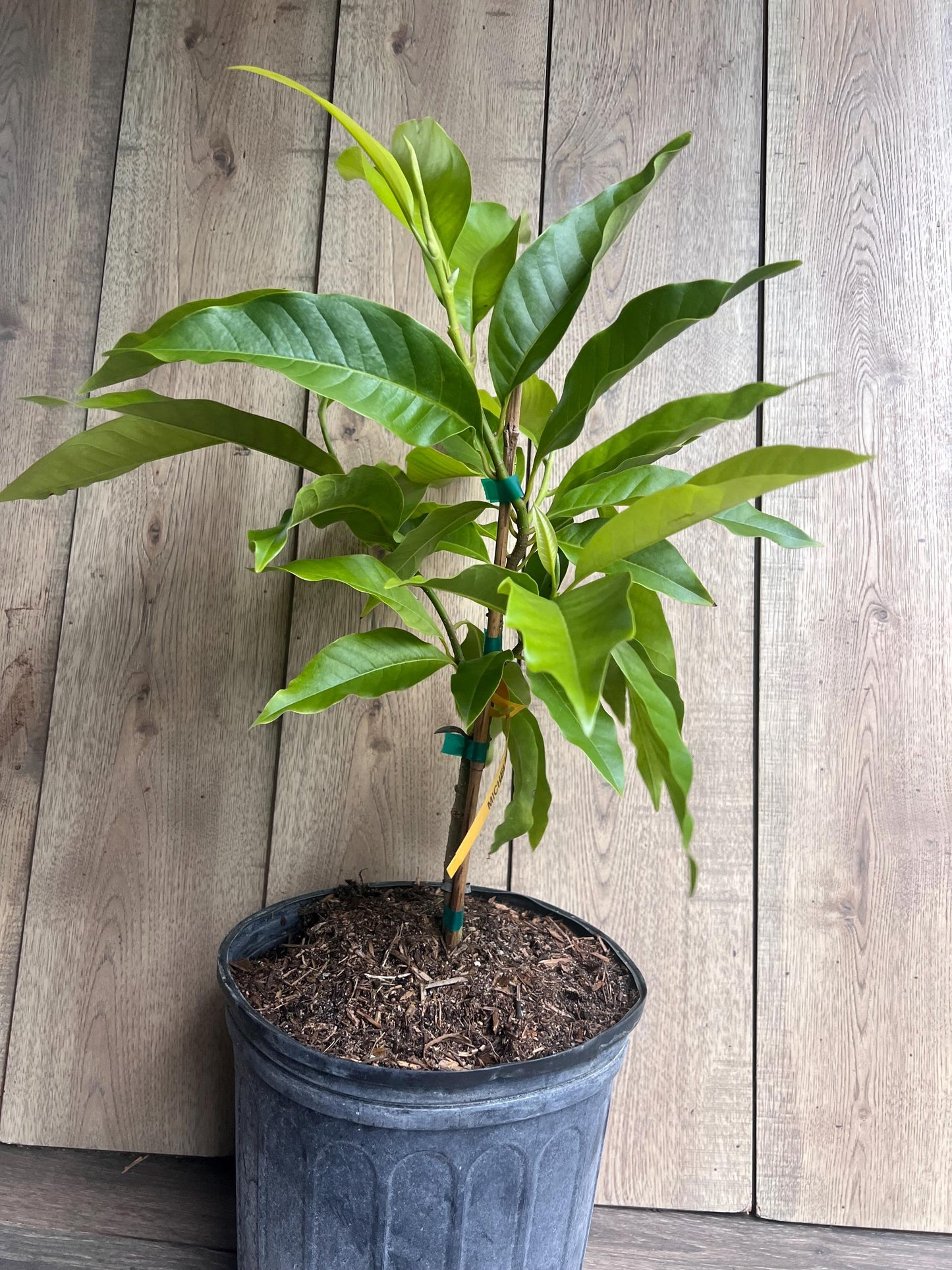 White champaca, Grafted in 3 gallon pot, Ngọc Lan Trắng, Michelia alba