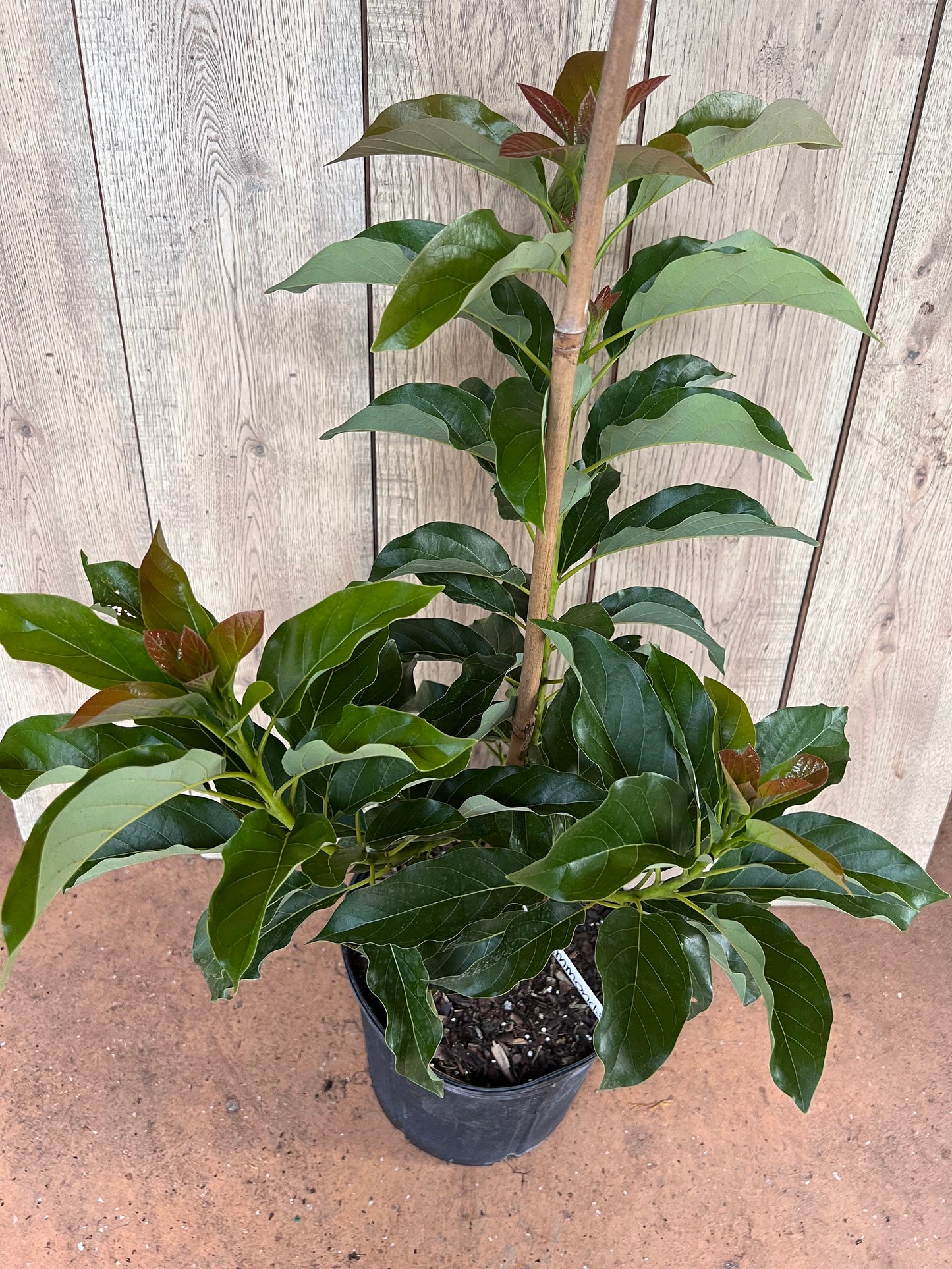 Simmonds avocado Tree , Grafted in 3 Gallon Pot, No Ship to CA and HI