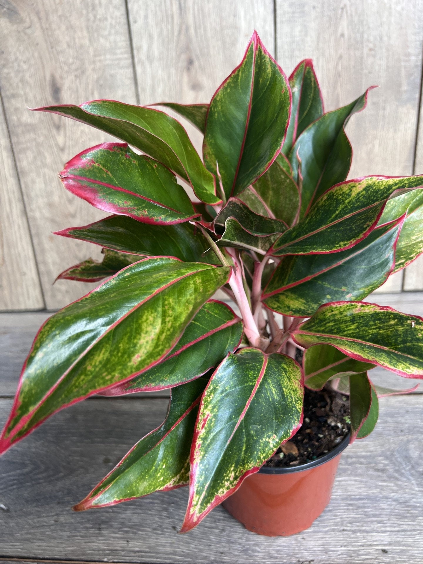 Aglaonema Siam, Siam Aurora Aglaonema in 6" Pot