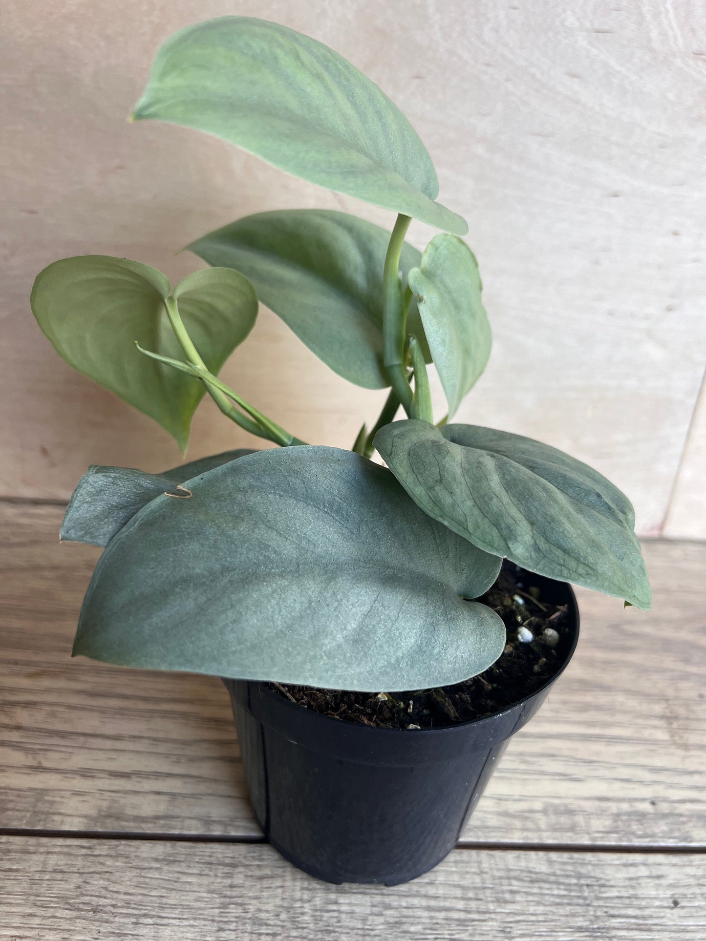 Scindapsus Silver Hero in 4" Pot